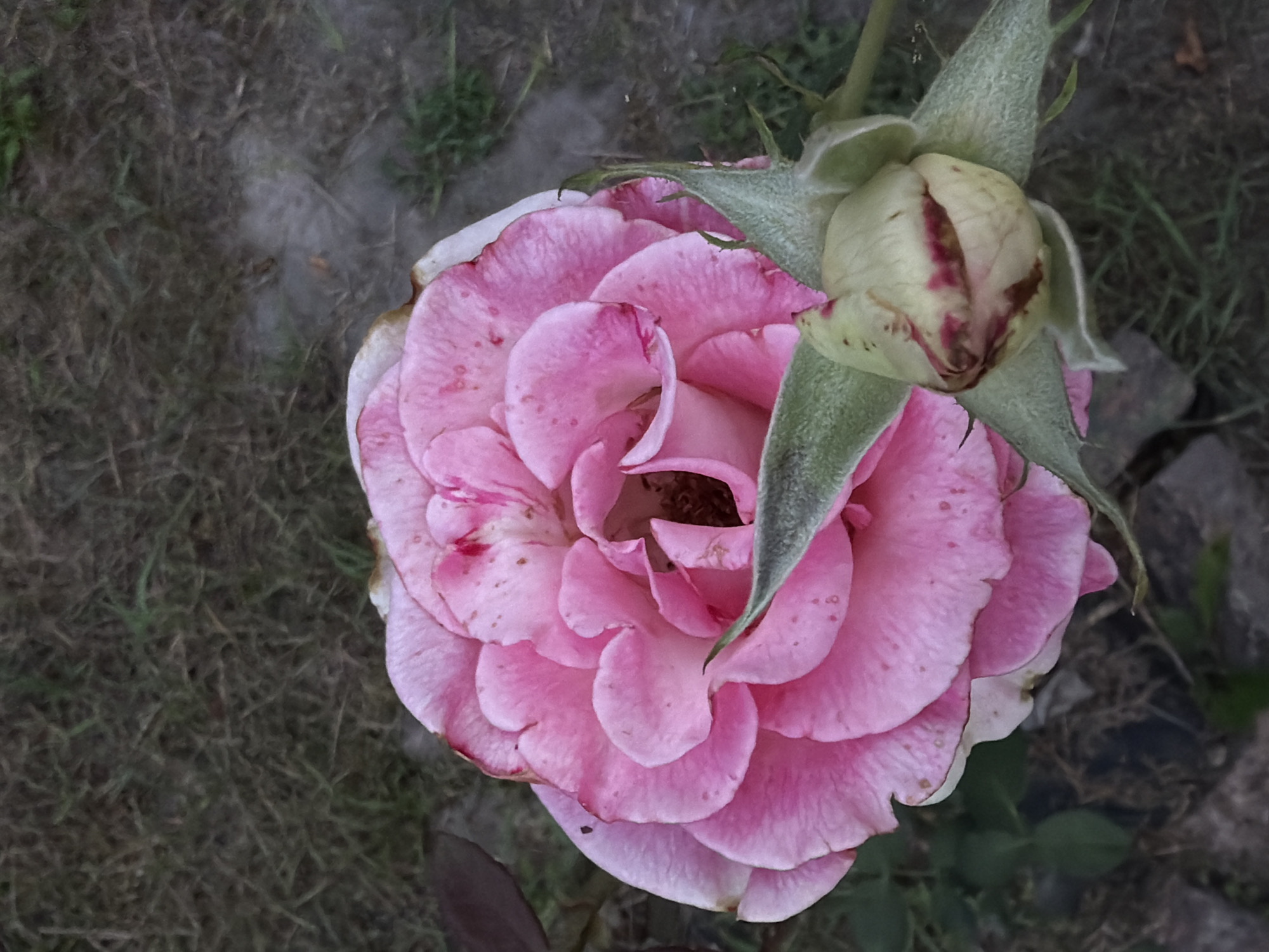 In an outdoor scene within Mali Kosharyshcha, Ukraine, a close-up shot captures a pink rose in full bloom, accompanied by a rosebud. The rose petals display subtle variations in color, with some areas lighter pink and others darker, accented by small reddish-brown specks. The rosebud, positioned to the lower right of the bloom, is a pale green with streaks of deep red. The background consists of dry, sparse grass and dirt, indicating an uncultivated or natural outdoor setting. The lighting appears to be ambient, suggesting an overcast day or a shaded area, contributing to the soft focus and muted tones of the environment.