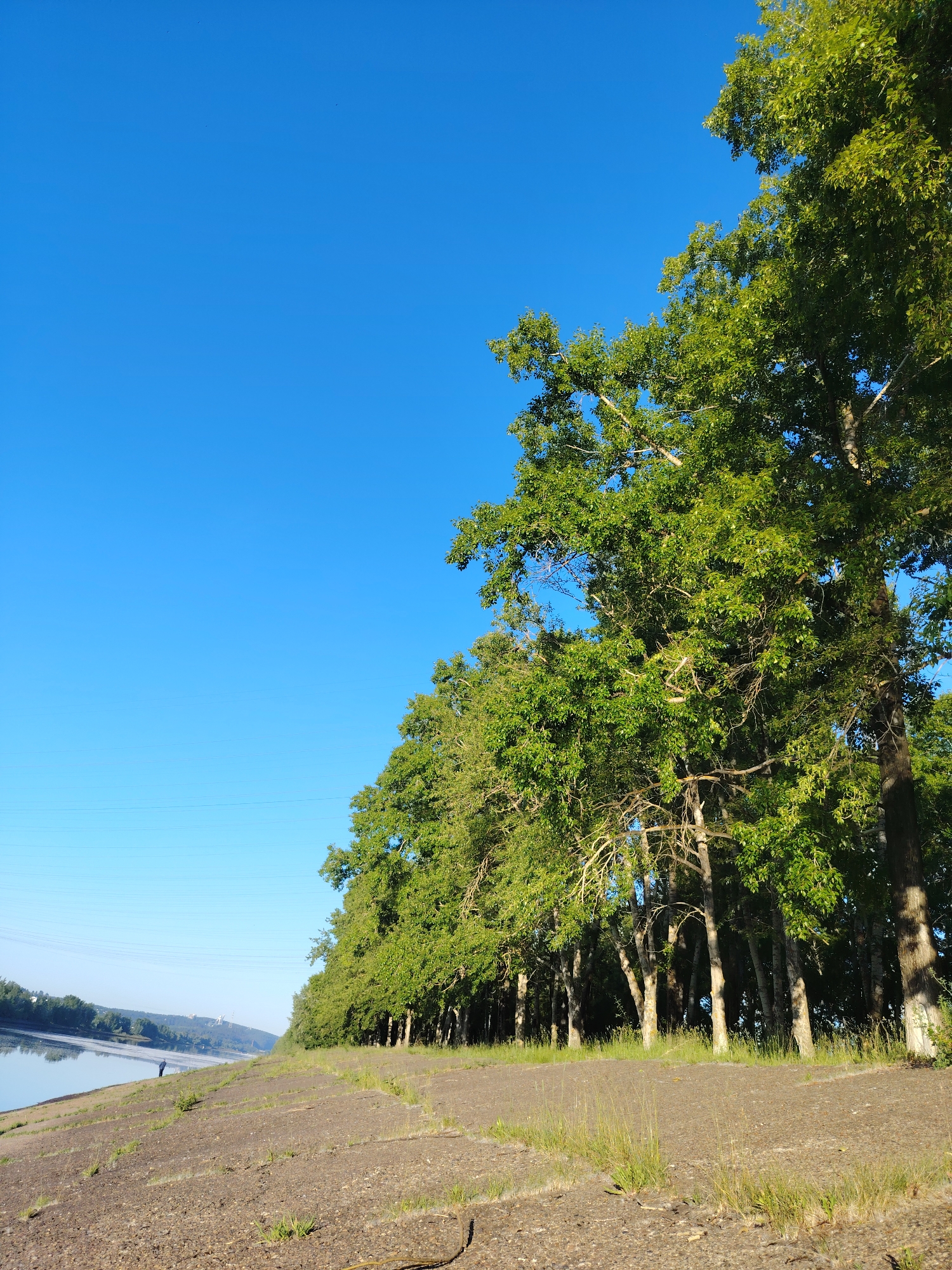 A low-angle, wide shot captures a lush, green tree line bordering a calm, reflective body of water under a clear, bright blue sky. The trees, densely packed and full of vibrant foliage, dominate the right side of the frame, with their branches reaching upwards and outwards. Their trunks are visible, varying in thickness and color, some appearing pale and smooth, others darker and textured. The ground in the foreground is a mix of dry, cracked earth, small stones, and sparse, dry grass. A thin, dark stick lies on the ground in the lower right corner.
To the left, the water stretches horizontally across the image, its surface mirroring the sky and the distant treeline. A solitary, dark-silhouetted figure stands on the bank of the water, appearing small against the vastness of the landscape. In the far distance, across the water, a hazy shoreline is visible, dotted with trees and a few structures. Thin, horizontal power lines stretch across the sky in the mid-ground. The overall scene evokes a peaceful, natural setting, likely along the Kama River in Chaikovsky, Russia, given the presence of the river and the power lines which are characteristic of the area. The lighting suggests it is either early morning or late afternoon.