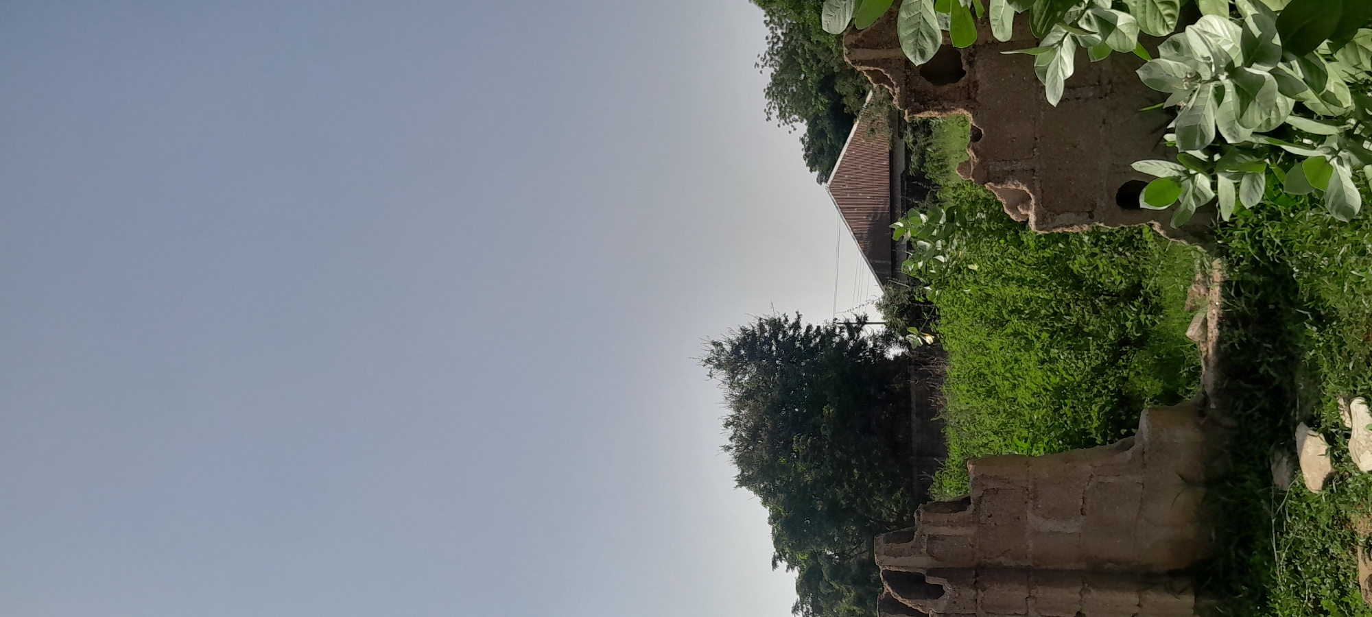 A vertical, full-frame photograph captures a view of a partially ruined building in a rural or semi-rural area, likely located in Jalingo, Nigeria, under a clear, pale blue sky. The foreground is dominated by the rough, textured surfaces of two crumbling structures made of mud bricks or clay. These structures, one on the left and one on the right, frame a central view of dense, green vegetation and a house in the middle ground.
The structure on the left is a substantial section of a wall, broken at the top and showing an uneven, eroded surface. The structure on the right is also a fragment of a wall, similarly weathered, with a circular opening visible. In front of these ruins, to the right, is a plant with large, pale green leaves.
Beyond the immediate foreground, a wall runs horizontally across the mid-ground, mostly obscured by lush, vibrant green foliage. Behind this wall and vegetation, a house with a corrugated metal roof, pitched in a steep gable, is visible. The roof appears aged and possibly weathered. A tall, bushy tree with dense foliage stands to the left of the house, and more trees and vegetation are visible to the right. The overall impression is one of a somewhat overgrown and possibly abandoned or neglected property. The lighting suggests it is daytime, with a bright, even illumination.