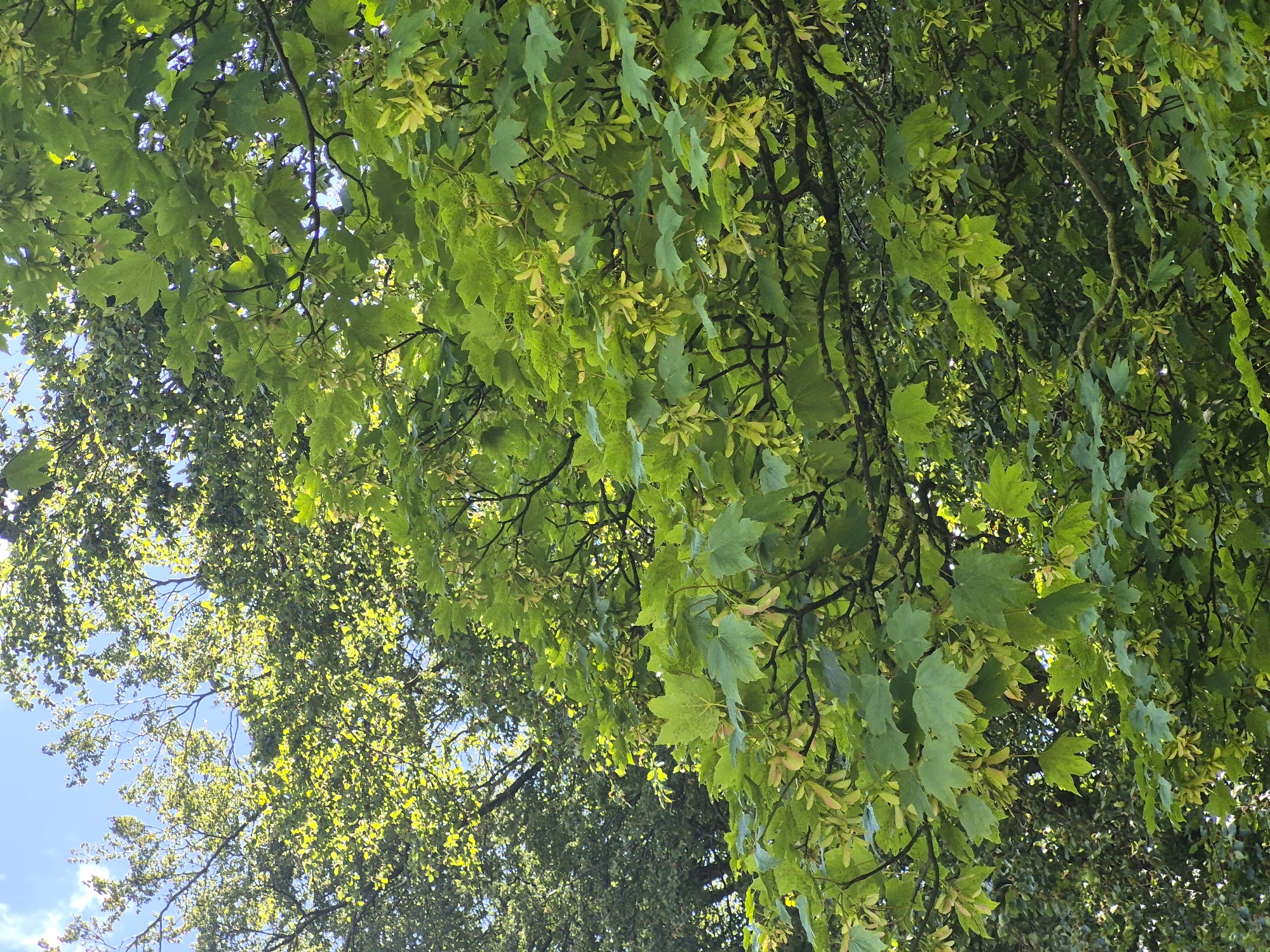 The image depicts a close-up view of a tree with large, green, maple-like leaves and numerous winged seeds hanging in clusters. The leaves are broad and lobed, with some showing yellowing. The seeds are light green and have a characteristic "helicopter" shape. The branches are dark and visible beneath the foliage. In the upper left portion of the image, sunlight filters through the leaves, creating a dappled effect against a bright blue sky with a few wispy clouds. The background consists of more dense, darker green foliage, suggesting the presence of other trees or a forest canopy. There are no people or visible man-made objects in the image. The scene is outdoors and appears to be taken in a natural setting, likely a park or woodland area. While the image itself does not provide specific location markers, the request specifies Sandwell, United Kingdom.
