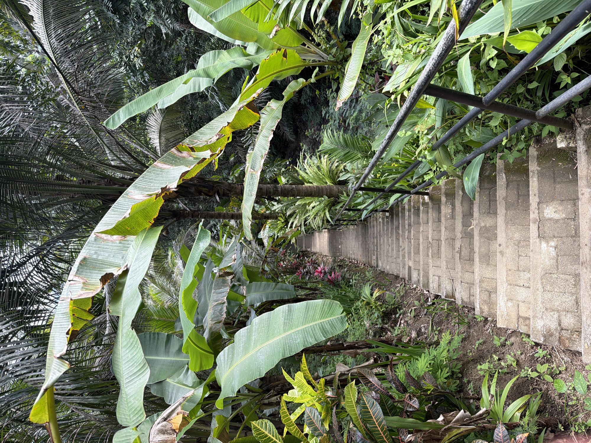 A view from the top of a concrete staircase with a black metal handrail descends through dense tropical foliage. Large banana leaves, palms, ferns, and other green plants cover the sides of the stairs. The scene likely takes place in a lush outdoor environment, as indicated by the thriving vegetation. The photo is oriented with the stairs leading towards the top of the image. The vegetation suggests a tropical climate. The photo captures the natural beauty of Sidemen, Indonesia, showing the stairs integrated into a vibrant, plant-rich landscape.