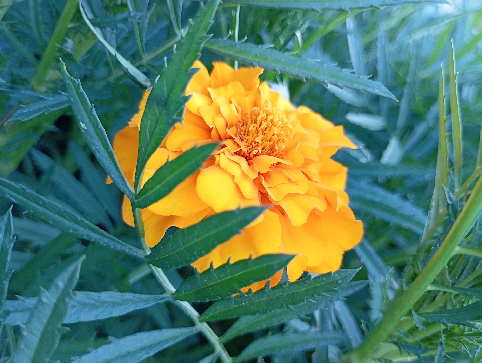 A close-up, eye-level shot focuses on a vibrant orange marigold flower nestled amongst deep green, feathery foliage. The flower, predominantly in the center, showcases its intricate petal structure and textured center. The leaves surrounding the bloom are sharp and serrated, creating a natural frame. The lighting appears to be natural, with soft shadows suggesting an outdoor setting. The image has a cool color cast, with the greens appearing slightly bluish. There are no people or animals visible in the image. The specific location in the city of Фоки, Russia cannot be determined from the visual information provided.