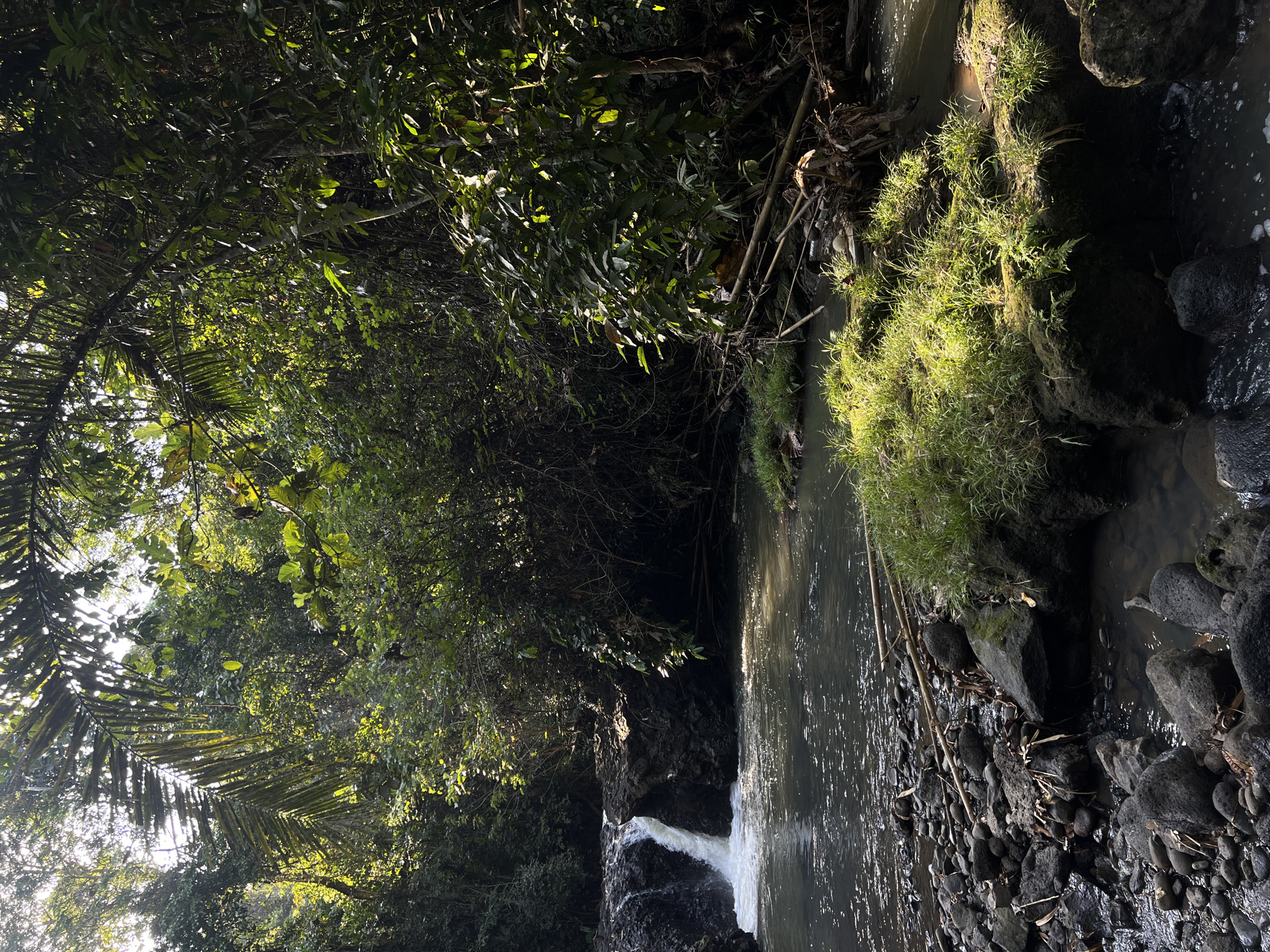 The image depicts a natural scene in Kerambitan, Indonesia, likely within a jungle or forest environment. A small waterfall cascades over dark rocks into a calm body of water. The water's surface reflects dappled sunlight, suggesting the presence of a dense canopy overhead. The banks of the water are lined with rocks and patches of lush green grass. The surrounding area is heavily vegetated with trees and foliage, casting shadows and allowing sunlight to penetrate in certain areas. Various branches and debris are visible near the water's edge. The overall impression is of a serene and untouched natural landscape. There are no people or animals visible in the image.