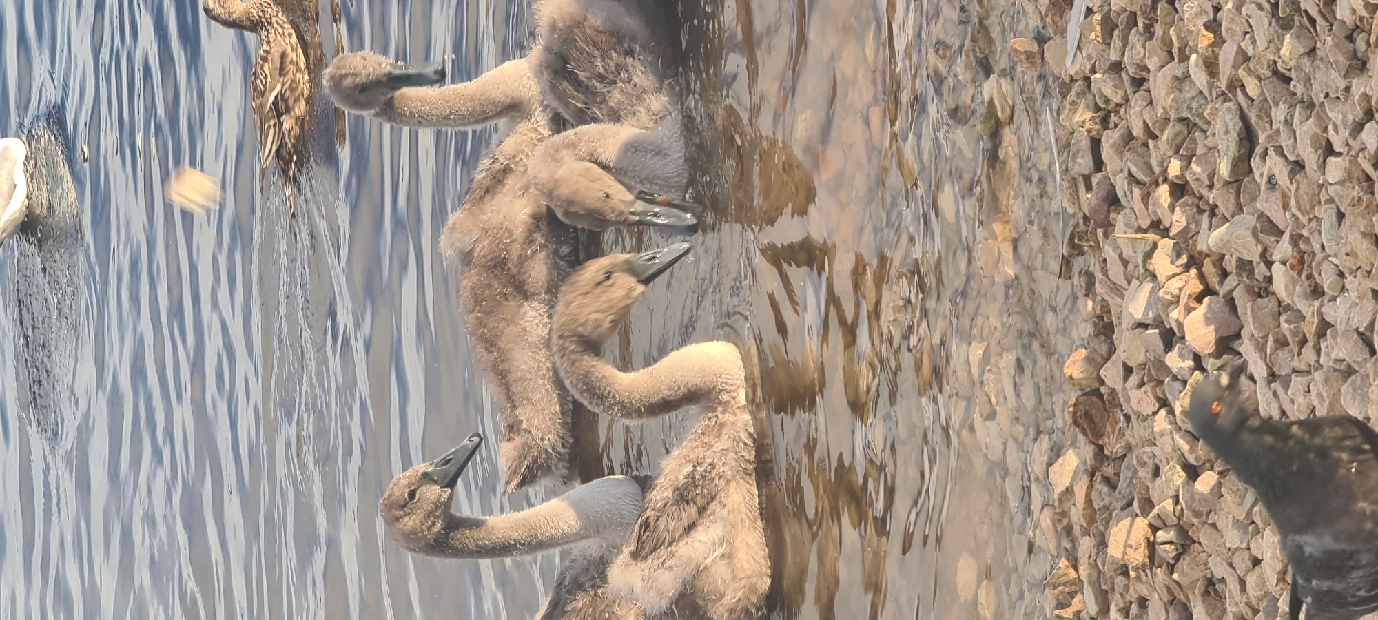 A flock of young swans, identified as cygnets, are swimming in shallow, clear water near a rocky shoreline. The cygnets, with their characteristic fluffy, gray down, are clustered together, with some appearing to interact with each other. One cygnet in the foreground is looking towards the left of the frame, its long neck curved. Another cygnet is dipping its head into the water. In the background, a mature duck with brown and black plumage is also swimming, and a white bird, possibly a gull, is partially visible further out in the water. The water is calm, with sunlight reflecting off its surface and illuminating the submerged rocks. A pigeon is visible on the rocky shore in the bottom left corner of the image. The scene suggests a natural habitat within a park or recreational area, consistent with locations such as Bastejkalns Park in Riga, Latvia, which features a canal where waterfowl are commonly observed. The lighting indicates it is likely late afternoon or early morning, given the warm, angled sunlight.