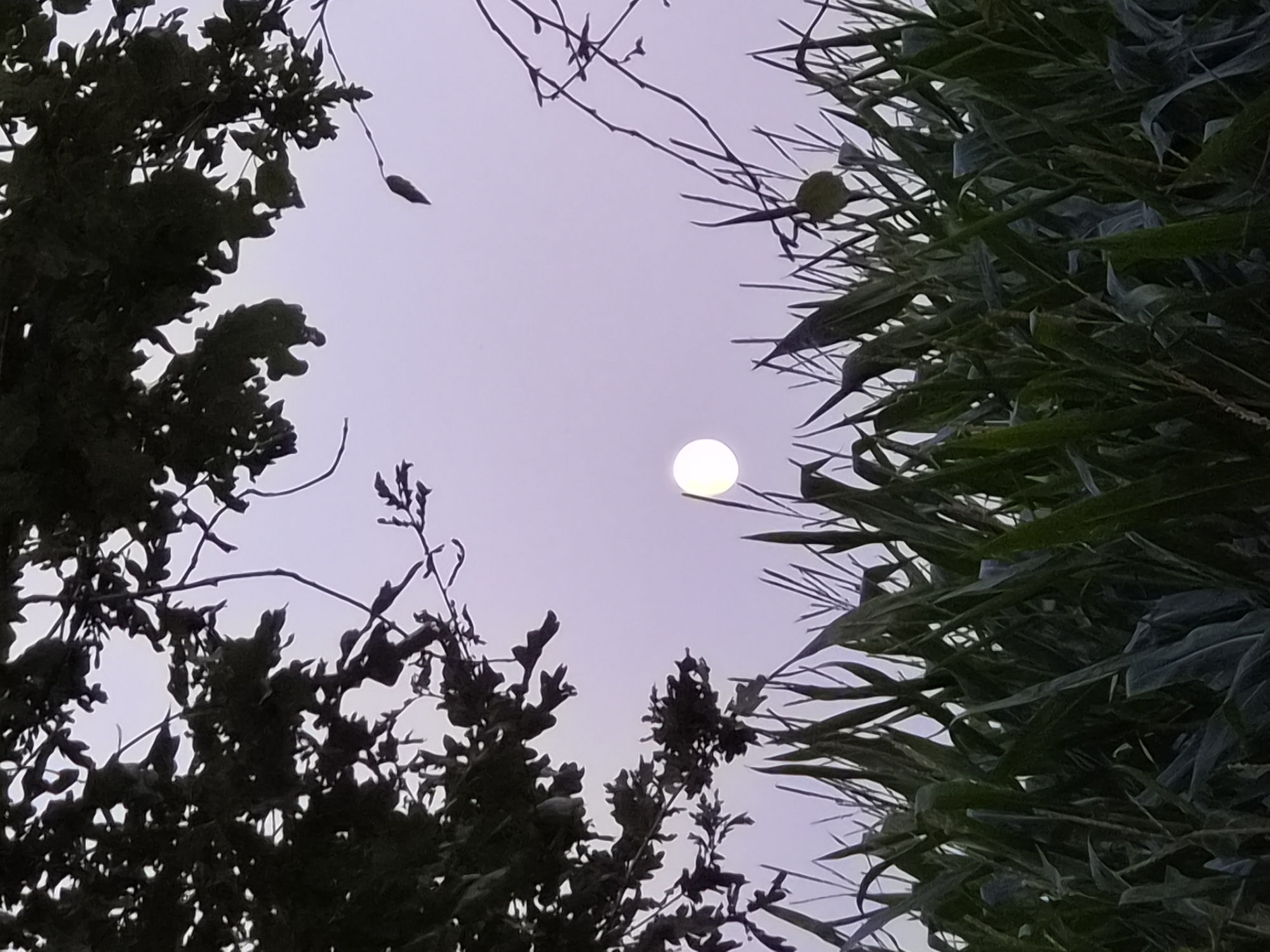 The image shows a cornfield in Schiffdorf, Germany, under a hazy, purple sky. The tops of the corn stalks are visible in the foreground, with the moon shining faintly in the background. Dark tree branches frame the top of the image, obscuring parts of the sky. The overall impression is one of a rural, overcast scene, possibly at dusk or dawn.