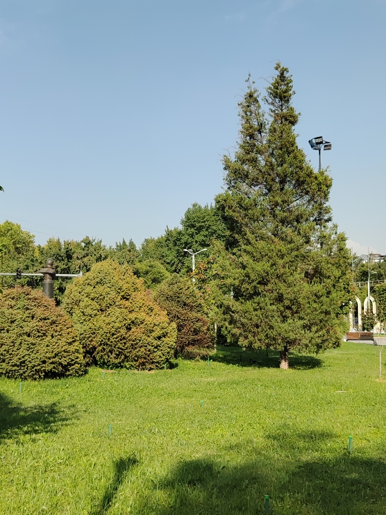 A sunny day in Tashkent, Uzbekistan, is depicted in this outdoor scene. The foreground is dominated by a lush green lawn, with scattered shadows suggesting the presence of trees. Several rounded, dense bushes are arranged in the middle ground, to the left of the frame. Behind these bushes, a tall, conical evergreen tree stands prominently, its branches extending upwards. Further back, a line of diverse trees forms a natural backdrop. To the right of the tall evergreen, a bench is visible beneath an arched structure, hinting at a park or garden setting. The sky above is clear and blue. A spotlight is mounted on a pole above the tall evergreen. A lamppost and traffic signals are also visible in the background.
