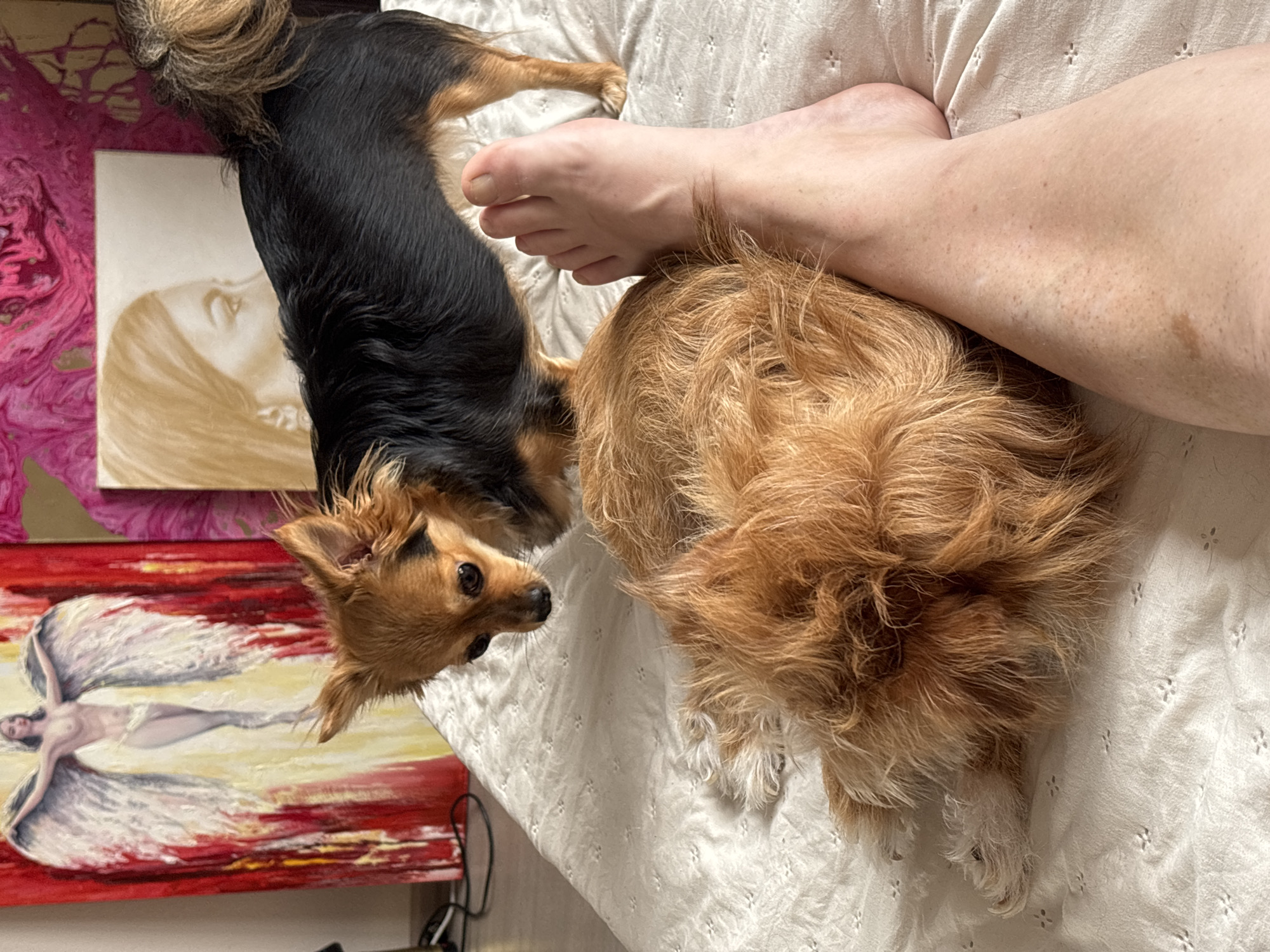 The image depicts two small dogs on a bed with a white textured sheet. One dog, a tan and black chihuahua, stands and looks down at the other dog, a fluffy reddish-brown dog, which is lying down. A person's bare foot is positioned in the foreground, partially obscuring the reddish-brown dog. In the background, there are three paintings on the wall. The leftmost painting is a large vertical canvas with an image of a winged angelic figure in red and white tones. To the right of that is another vertical painting with a swirling pink abstract design. Further to the right is a rectangular painting with a profile portrait of a woman's face in sepia tones. The room appears to be a bedroom, possibly in a private residence. There is no visible indication of the city of Sochi, Russia, in the image.