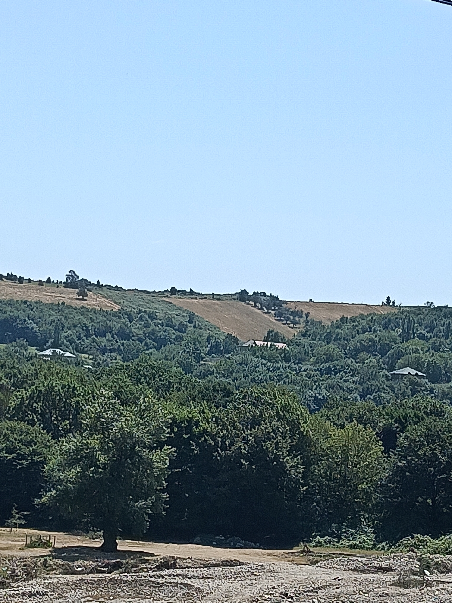 The image depicts a rural landscape with rolling hills and lush vegetation under a clear blue sky. The foreground shows a dry, rocky ground with some scattered debris. In the midground, dense green trees dominate the scene, with a few scattered buildings or structures visible amongst them. The background features a hillside with patches of dry grass and a few trees, suggesting a drier, more arid environment on the higher elevations. A single, large tree stands prominently in the mid-left of the frame, casting a shadow on the dry ground. The overall impression is one of a natural, undeveloped area, potentially a park or a rural residential area.