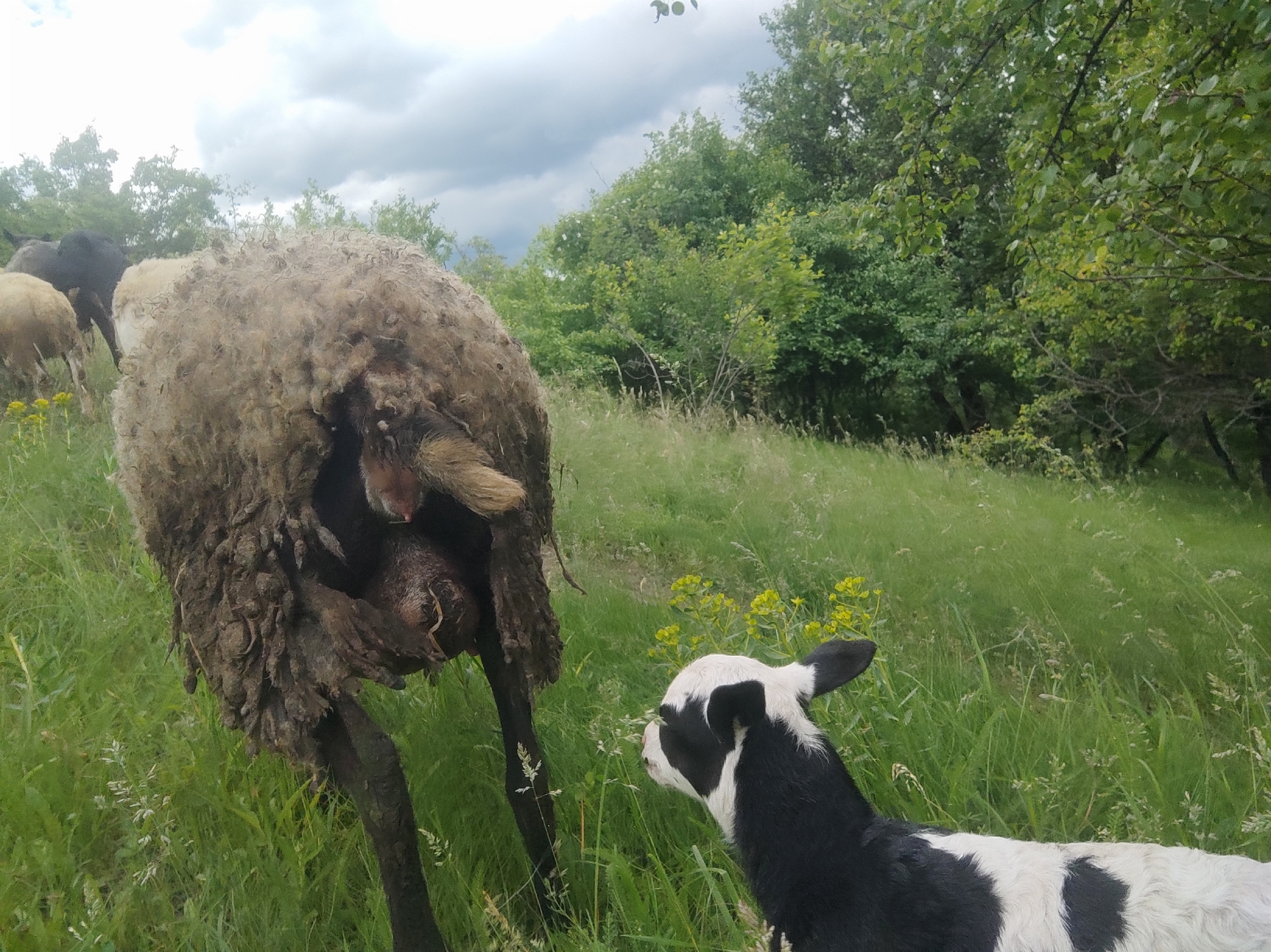 The image depicts a rural scene. In the foreground, a large, heavily fleeced sheep faces away from the viewer. Its coat appears matted and potentially dirty. Adjacent to the sheep is a black and white calf, appearing smaller and cleaner. The calf seems to be looking in the direction of the sheep. The background features a grassy field with scattered yellow wildflowers and green trees, suggesting a pasture or meadow environment. The sky is overcast, indicating a cloudy day. The location and city are unknown.