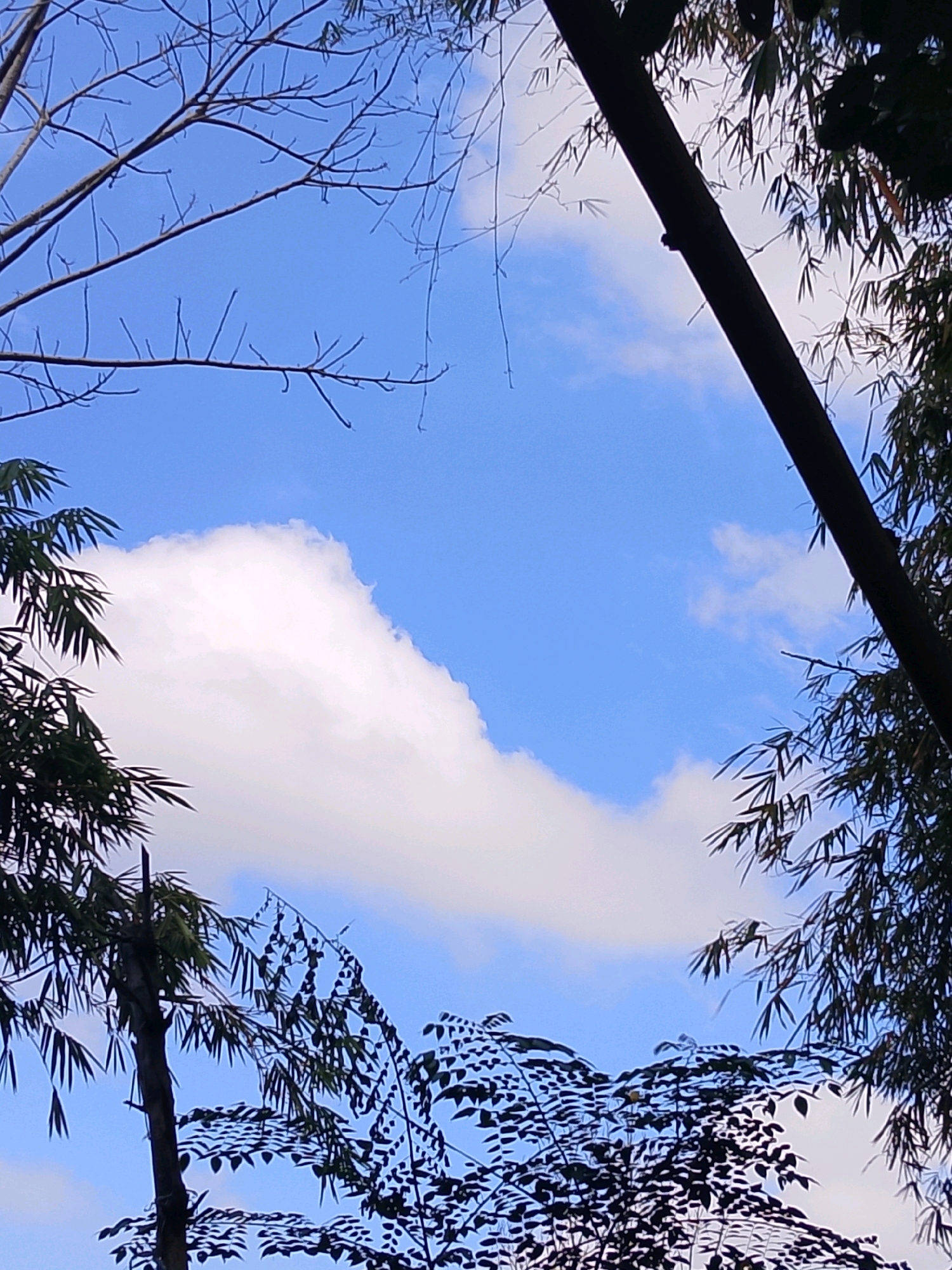 The image is a low-angle shot looking up at a bright blue sky with scattered white clouds. Silhouetted against the sky are the branches of trees. On the left, there are bare branches of a deciduous tree, and on the right, there are the leaves of bamboo or similar plants. A thick, dark brown trunk of a tree runs diagonally from the top right to the bottom center of the frame. The overall impression is of a natural scene framed by vegetation. The location is unknown.