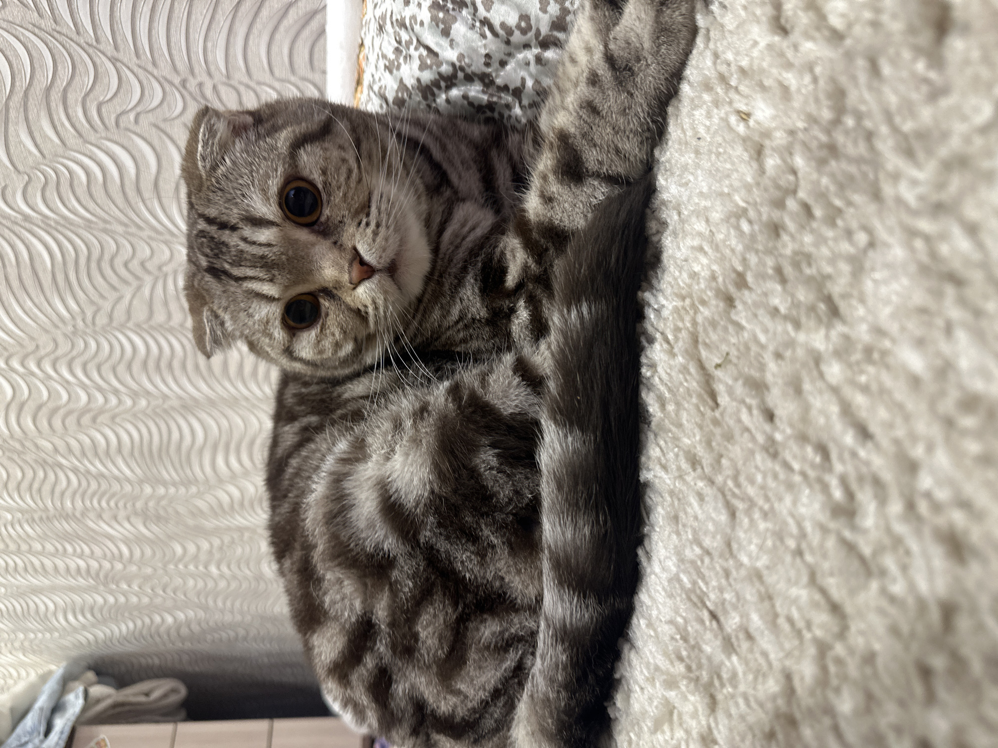 A gray tabby Scottish Fold cat is lying on a fluffy, off-white rug or blanket. The cat is positioned with its head tilted slightly towards the viewer, giving a direct gaze. The cat's tail lies alongside its body, touching the rug. The background includes a textured, light-colored wall and a portion of a patterned bedspread. The location is Unknown, Unknown.
