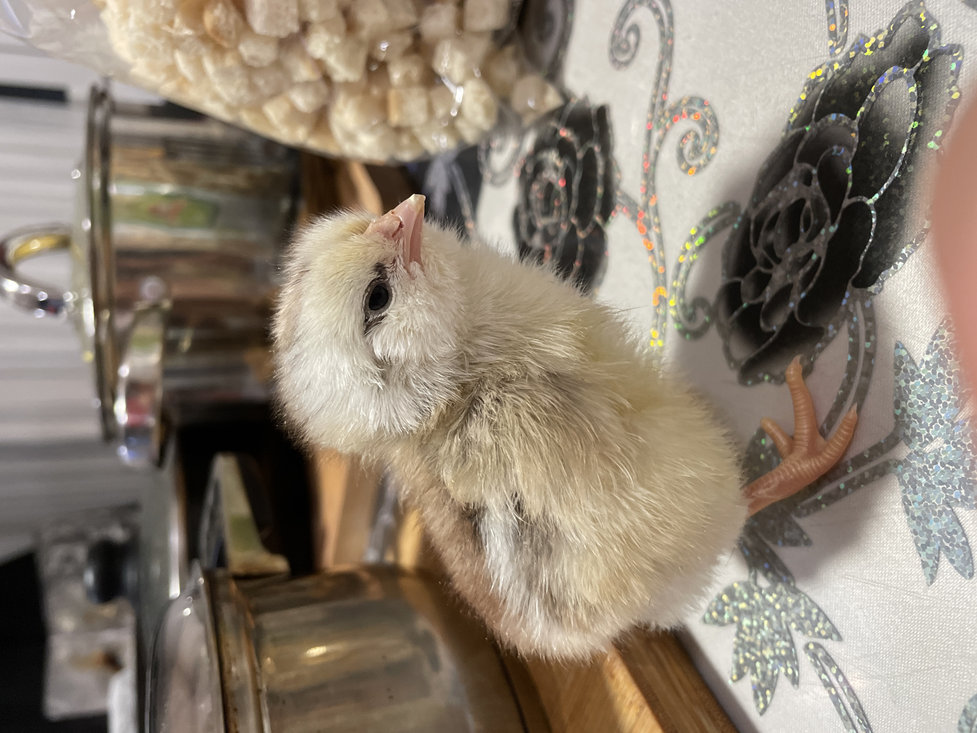 A fluffy, light yellow chick with black eyes is the central subject of the image. It is positioned on a patterned surface, appearing to be a tablecloth or mat, decorated with floral designs in black and glittery silver. A stainless steel object, potentially a pot or kitchen appliance, is partially visible on the left, and a plastic bag filled with small, beige cubes is situated above the chick. The chick is looking upwards and slightly to the left. The location and city are not discernible from the visual information provided.