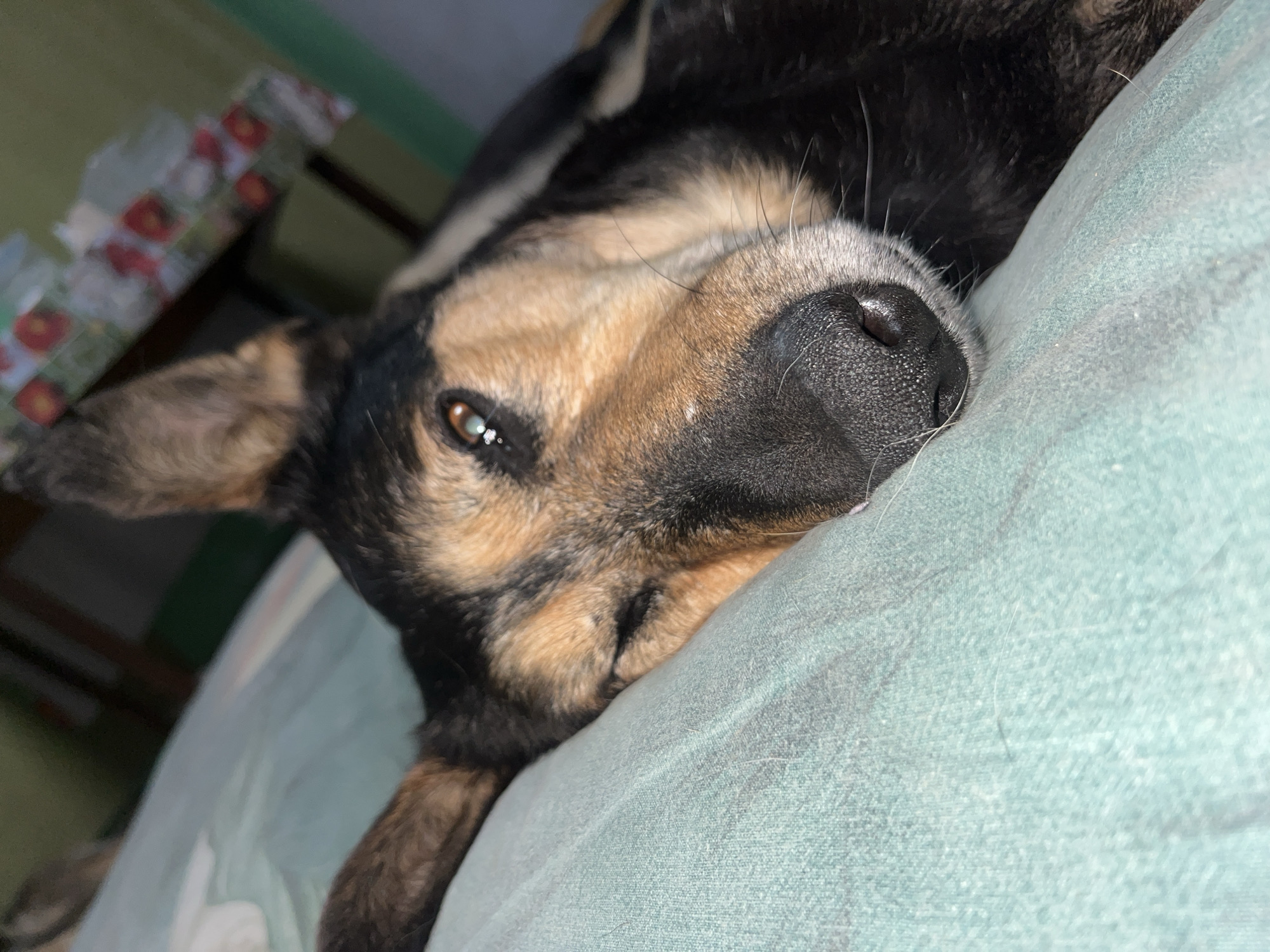 A close-up shot captures a dog resting its head on a light green surface, possibly a pillow or blanket. The dog, with its fur a mix of black and tan, has one eye partially closed, giving it a sleepy appearance. Its wet black nose is prominent in the foreground, with long white whiskers extending outwards. The background is out of focus, but appears to be an indoor setting with a table covered with a patterned cloth. The image does not contain information to determine the location in the city of Nizhny Tagil, Russia.