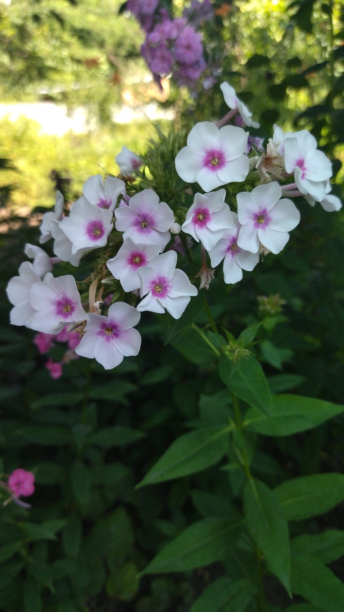 A cluster of white phlox flowers with pink centers is in sharp focus, positioned in the upper right quadrant of the image. The flowers are arranged on multiple stems, with some blooms facing forward and others angled to the side. Behind the phlox, out-of-focus purple flowers are visible, suggesting a garden setting. The background is a blur of green foliage and dappled sunlight, indicative of an outdoor environment. The image does not contain any people or actions. The scene appears to be a close-up shot of blooming flowers in a garden, likely in Khmelnytskyi, Ukraine, given the provided context, though the specific location within the city cannot be determined from the image alone.