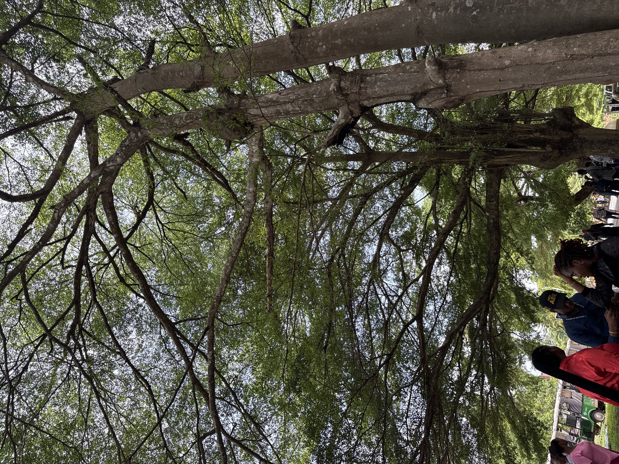 The image, taken from below, shows a dense tree canopy with thick branches reaching towards the sky. Light filters through the leaves, creating a dappled effect. In the lower right corner, a group of people are visible; one person is wearing a red shirt, another a dark jacket and baseball cap, and others are partially visible. A green electric vehicle is in the background near the people. The location is the city of Eziobo, Nigeria.