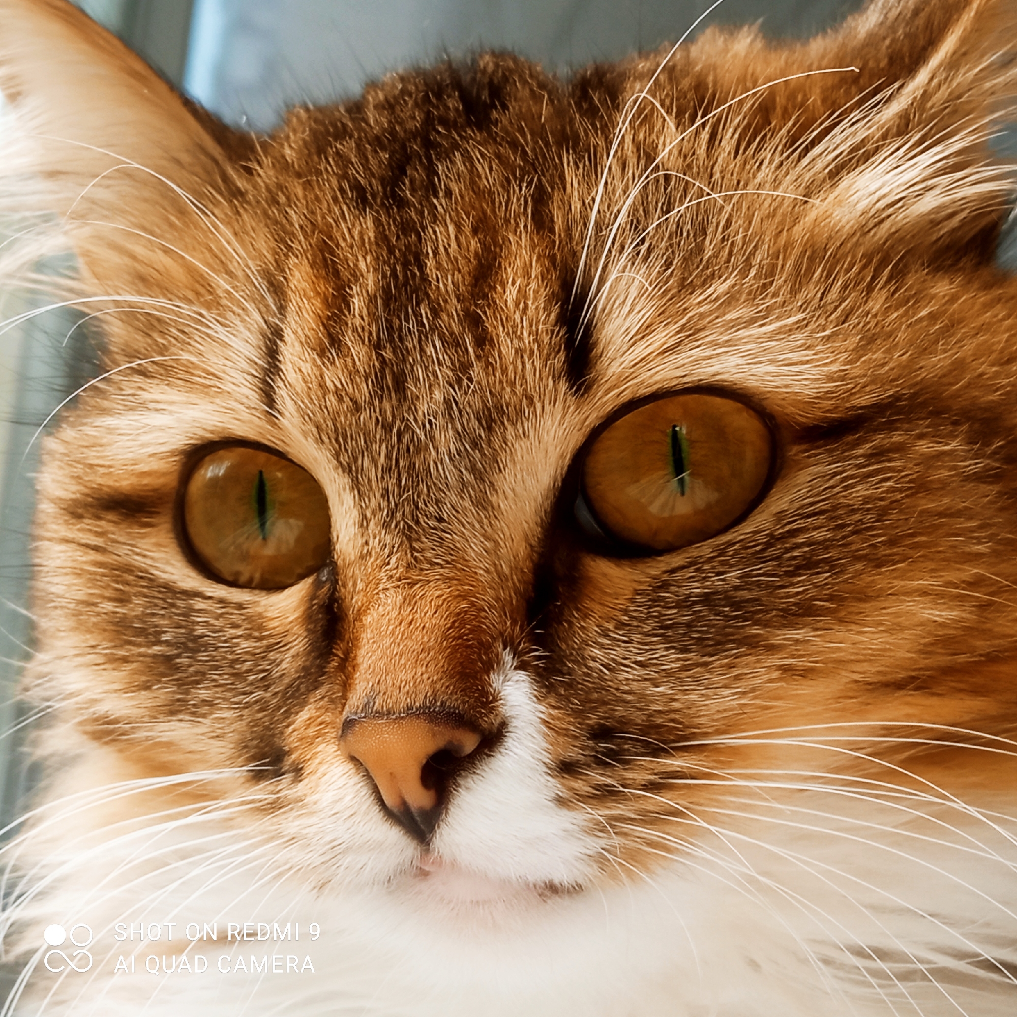 This is a close-up, eye-level, indoor photograph of a domestic cat's face. The cat has a multi-colored coat with shades of orange, brown, and white. Its large, golden eyes are a prominent feature, with vertical pupils that appear to be reflecting light. The cat's whiskers are long and white, fanning out from its muzzle. The background is out of focus and appears to be a muted blue-grey. There are no people or discernible landmarks indicating a specific location within the city of Chaikovsky, Russia. The image is a portrait of the cat, focusing on its facial features. The lower left corner of the image contains a watermark that reads "SHOT ON REDMI 9 AI QUAD CAMERA".