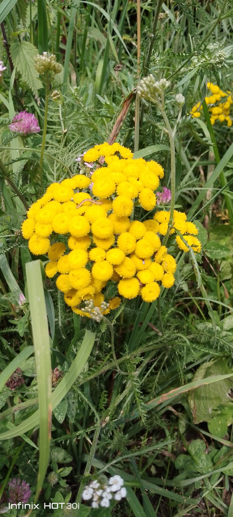 A close-up, eye-level shot captures a cluster of bright yellow, button-like flowers, likely tansy, dominating the frame. These flowers are interspersed with various green grasses and foliage, creating a natural, somewhat wild setting. In the background, hints of other flora can be seen, including a delicate pink clover bloom. The lighting suggests an overcast day or a shaded area, as there are no harsh shadows. The overall impression is one of abundant, untamed nature. This scene is likely located in the city of Kedrovy, Russia, where such wild flora is common in its natural areas.