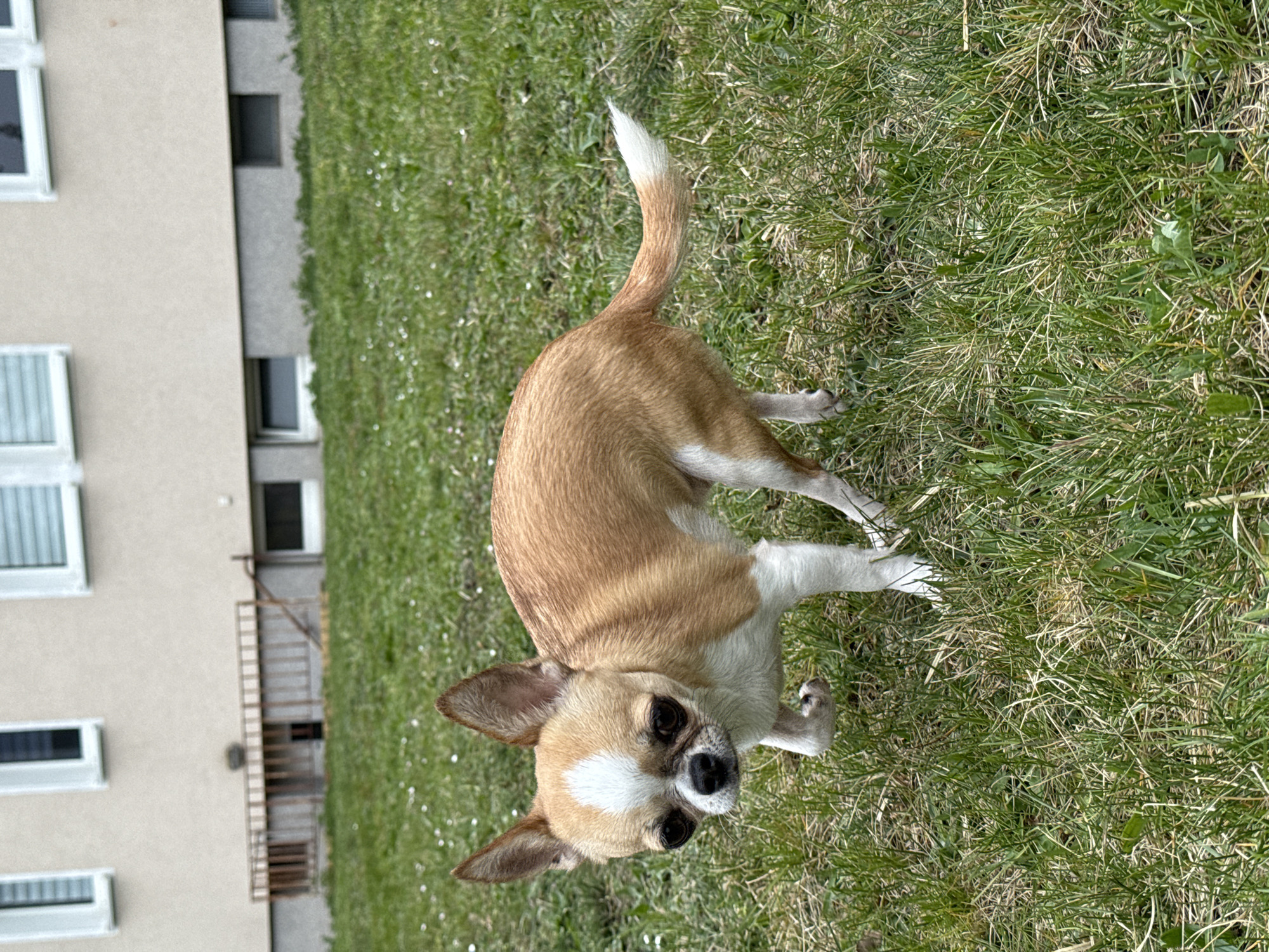 A small, light brown and white Chihuahua stands on green grass in front of a building with a fire escape and windows. The dog is looking up towards the camera. The location is likely in Lauchhammer, Germany, given the request. The environment consists of a grassy area and a building exterior.