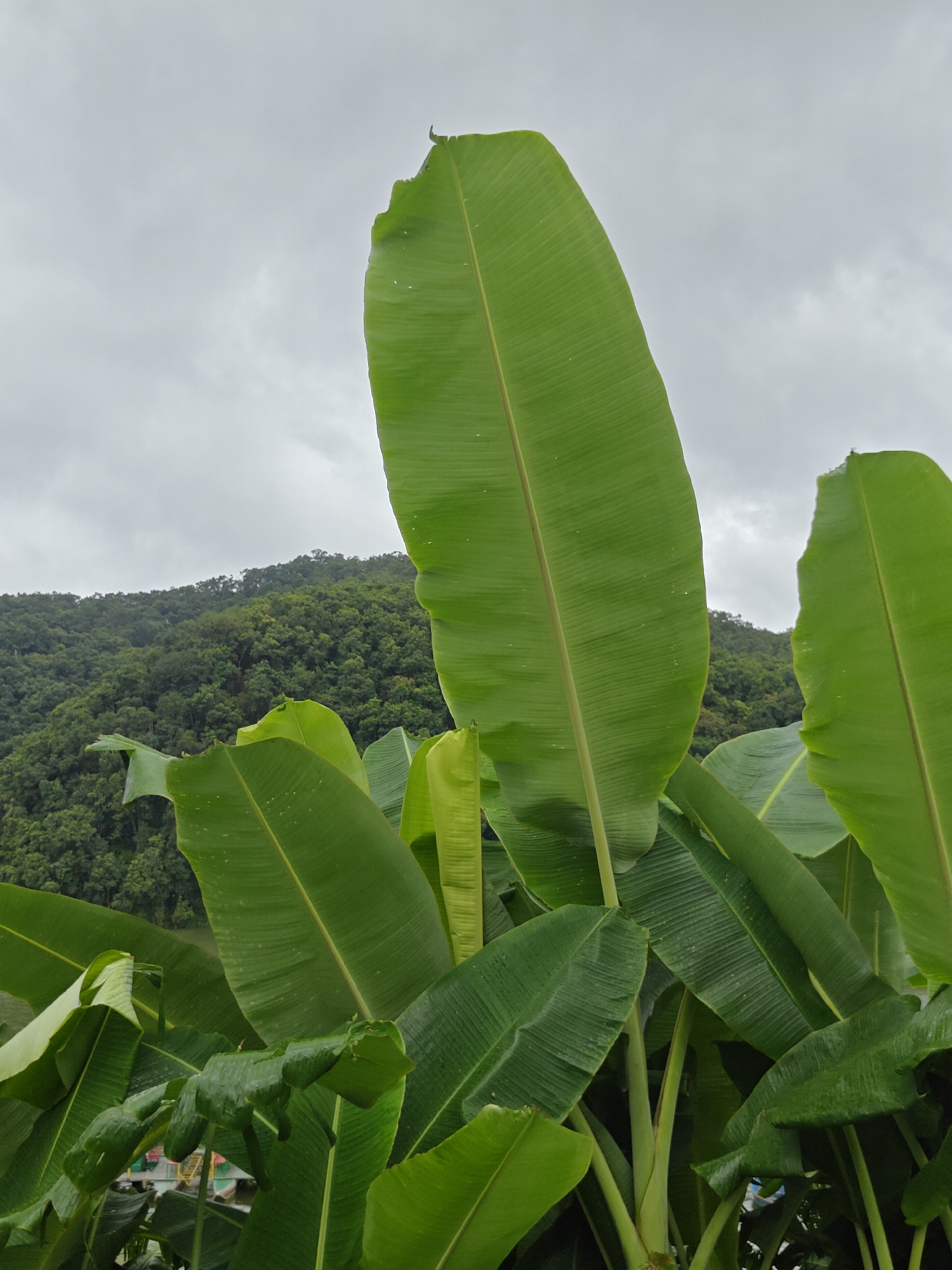 The image shows a cluster of large, vibrant green banana leaves in the foreground, with a misty, overcast sky above. Behind the leaves, a lush, densely forested hillside dominates the background. The hillside is covered in a variety of green trees, suggesting a natural, possibly mountainous or hilly terrain. In the far distance, hints of structures or possibly a body of water can be seen at the base of the hill, peeking through the foliage. The overall impression is one of abundant natural beauty in a tropical or subtropical environment. Without specific landmarks, it is not possible to confirm this location as Pokhara, Nepal.