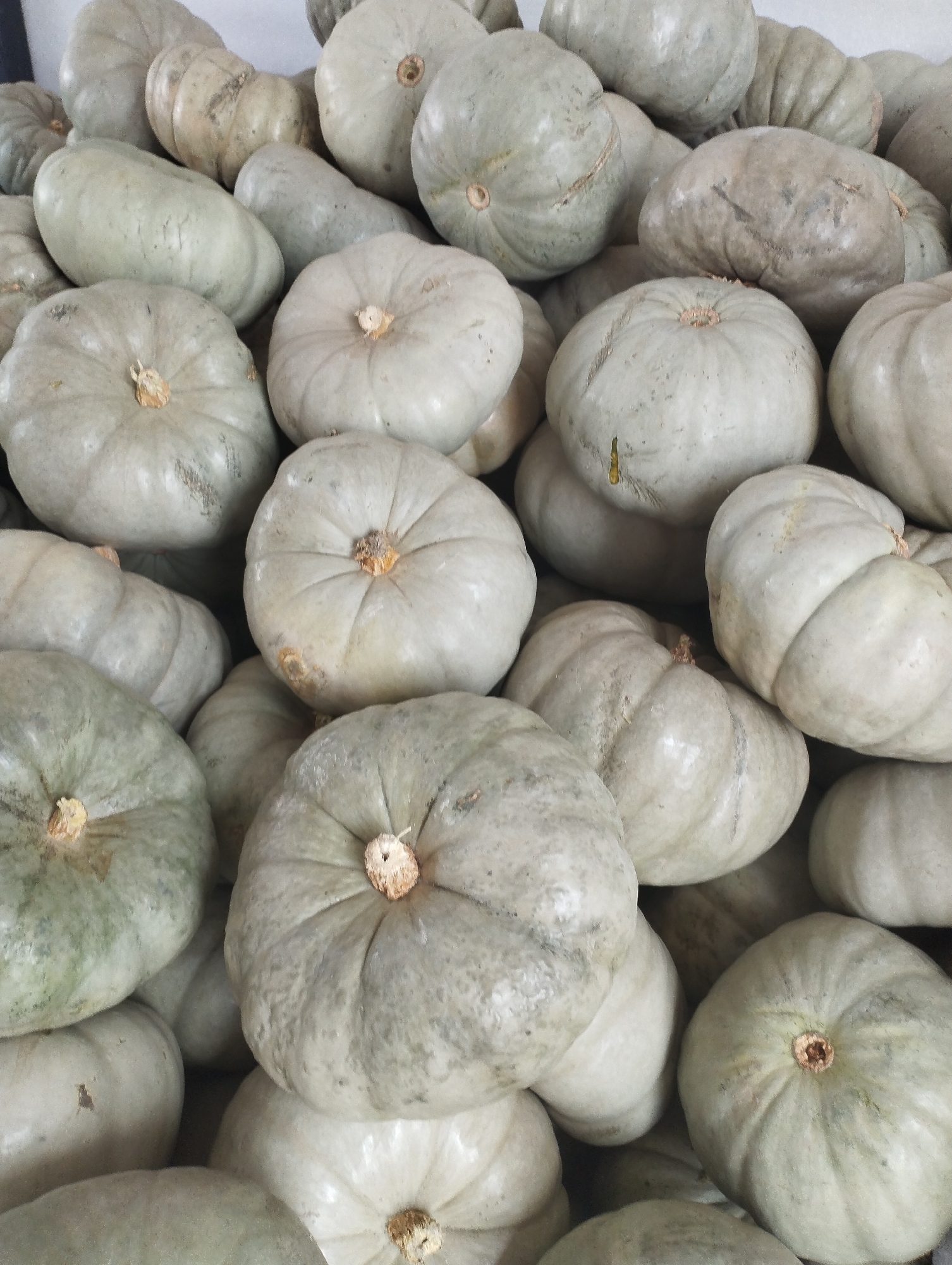 A close-up, overhead shot shows a pile of pale green pumpkins. The pumpkins are various sizes and shapes, with some appearing round and others more elongated. They are all smooth-skinned and have visible stems at the top. The lighting is bright and even, creating soft shadows that emphasize the rounded forms of the pumpkins. The scene is devoid of any human presence or specific environmental context, giving the impression of a harvest display or a market stall.