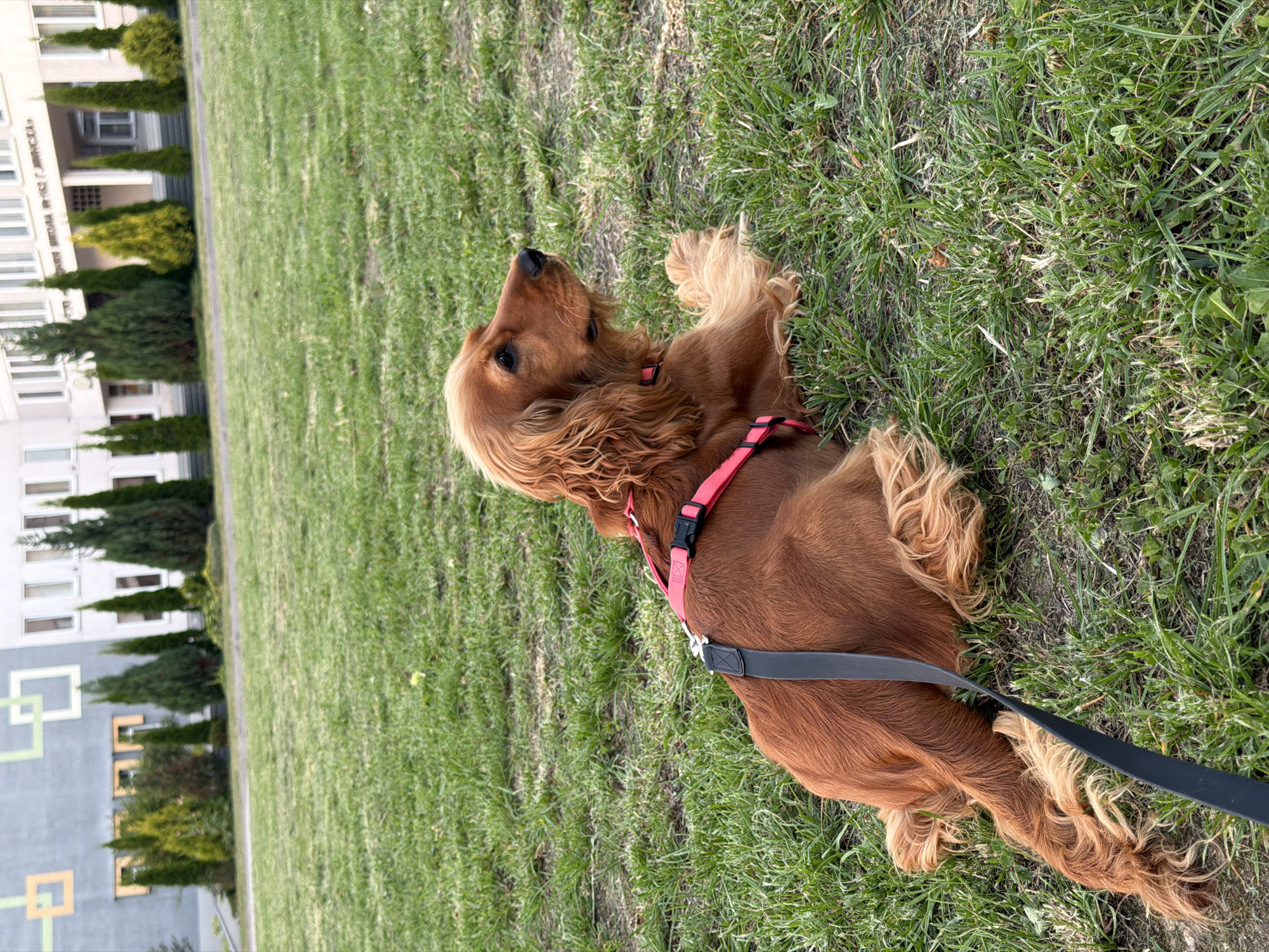 A medium shot shows an English Cocker Spaniel lying on a grassy lawn. The dog has auburn fur and is wearing a pink harness. The dog is facing to the right of the frame and looking upwards. In the background, there is a building with several windows and a row of coniferous trees. The building appears to be a school, possibly located in Minsk, Belarus, judging by the text visible on its facade. The scene is set outdoors, with the dog resting on the grass in what appears to be a park or school grounds. The lighting suggests it is daytime.