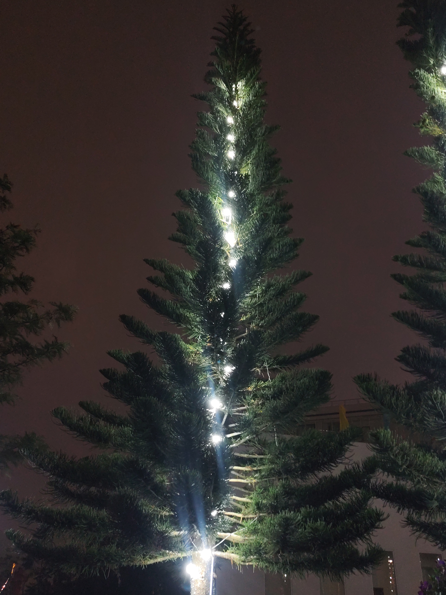 The image shows three coniferous trees adorned with white string lights against a dark, possibly nighttime sky. The central tree is prominently featured, with the string lights running vertically along its trunk. A second tree is partially visible to the right, and another tree, mostly out of focus, is on the left. The background suggests an urban setting, possibly the city of Da Lat, Vietnam, given the style of architecture visible behind the trees. Details about people are not present. The scene is dimly lit, emphasizing the glow of the string lights.