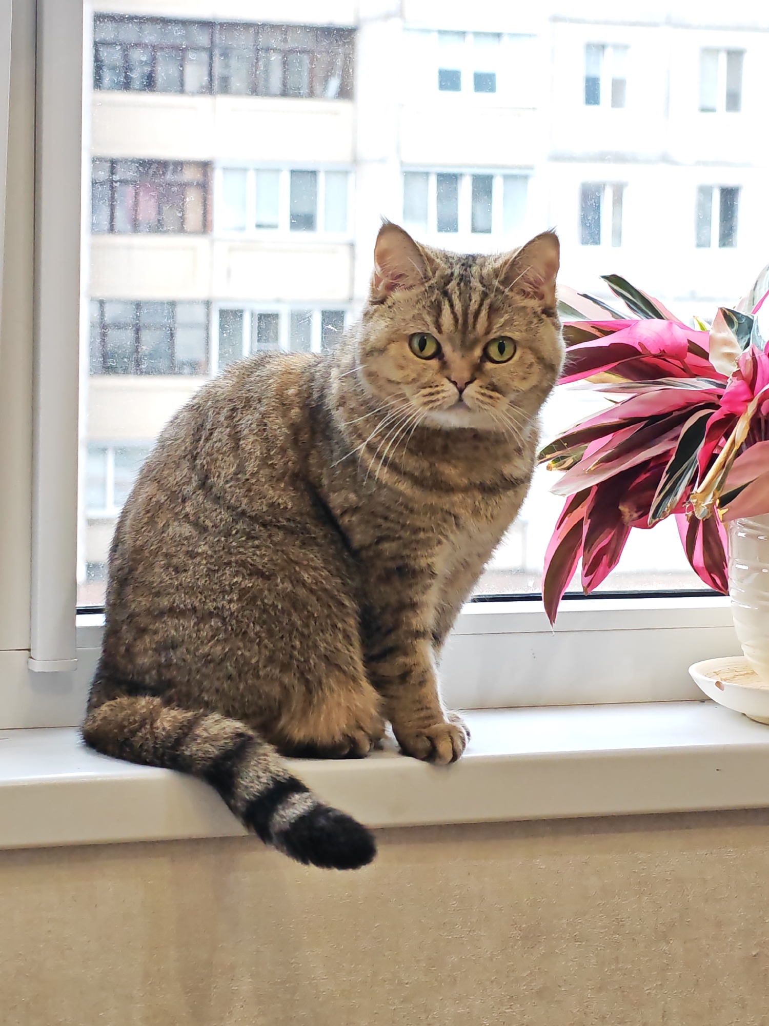 A brown tabby cat with green eyes sits on a white windowsill. The cat is facing the camera and has a striped tail. Behind the cat, through a window, there is a blurred view of apartment buildings. To the right of the cat is a potted plant with large pink and green leaves. The scene appears to be indoors, with a beige textured wall below the windowsill. This image was captured in Minsk, Belarus.