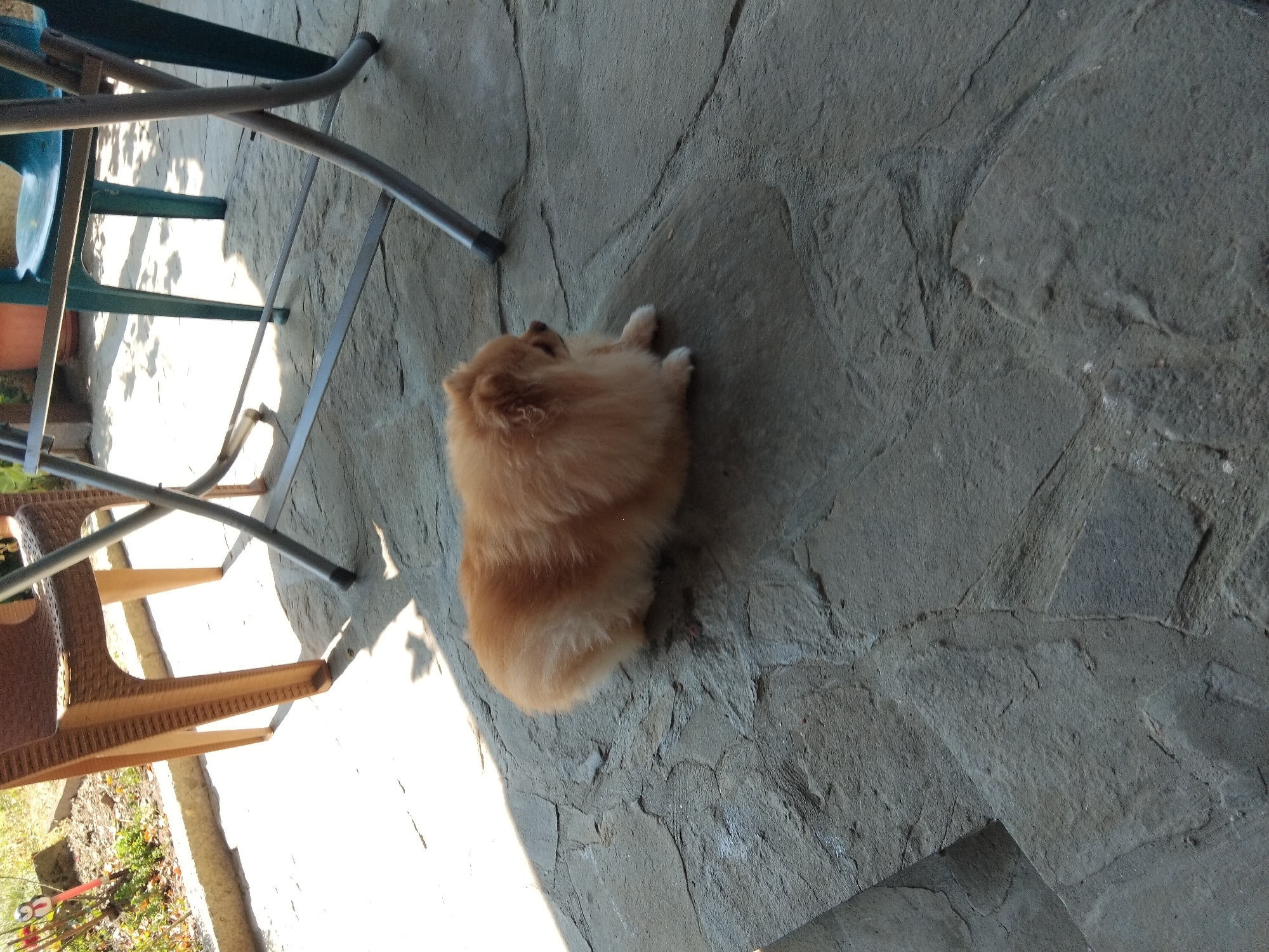 In the city of Apriltsi, Bulgaria, a small, fluffy, light-brown dog with white paws is resting on a stone patio. The dog is facing to the right of the frame, with its head turned slightly. Behind the dog, a metal folding table with a grey frame is visible, with some shadows cast on the patio. Further in the background, parts of two chairs can be seen, one brown plastic chair and one teal-colored chair. Sunlight streams onto the patio from the left, creating strong shadows from the table and chairs. The patio is made of large, irregularly shaped stone slabs. In the upper left corner of the image, some foliage and a decorative garden figure can be observed.