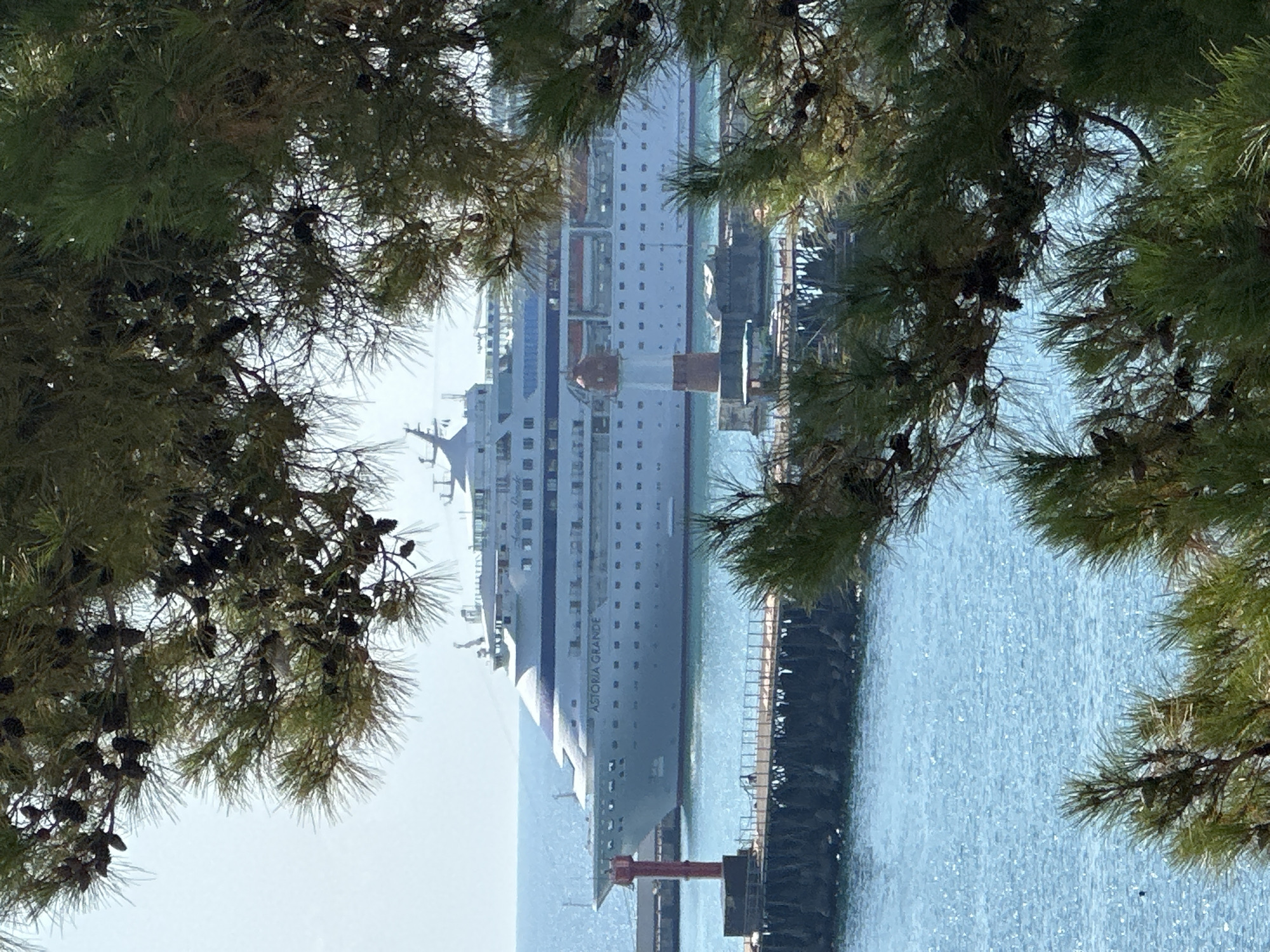 The image captures a bright, sunny day at the port of Sochi, Russia. In the foreground, pine branches with cones obscure the view of a large, white cruise ship, identified by the name "ASTORIA GRANDE" visible on its hull. The ship is docked in the distance, with its multiple decks and windows clearly visible against the blue sea. To the left of the ship, a red lighthouse stands on a pier, its light housing featuring white and red stripes. Another, smaller lighthouse is situated closer to the cruise ship. The water is calm and reflects the sunlight, creating a shimmering effect. The overall scene depicts a typical day at a coastal city's port, with a cruise ship ready for passengers.