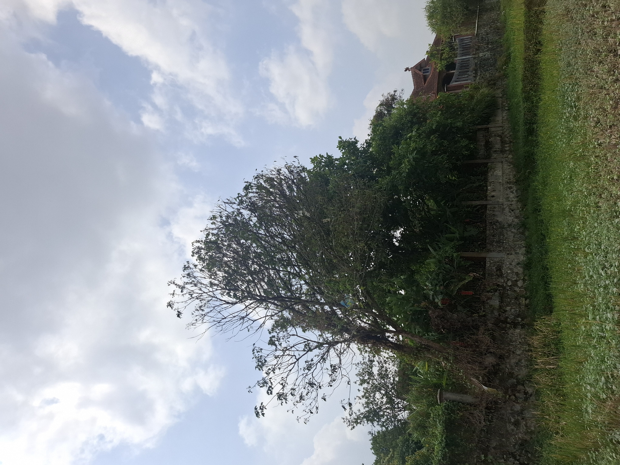 The image depicts an outdoor scene in Ciheulang Tonggoh, Indonesia. In the foreground, there is a field of green vegetation with some dry stalks visible. A low, stone wall runs horizontally across the mid-ground, acting as a boundary. Behind the wall, dense foliage and trees dominate the scene, with a prominent tree in the center displaying a mix of green leaves and bare branches. To the right of the trees, a house with a reddish-brown roof is visible, featuring architectural details like dormer windows and decorative elements on the roofline. The sky above is partly cloudy with patches of blue sky and white clouds. No people or animals are present in the image.