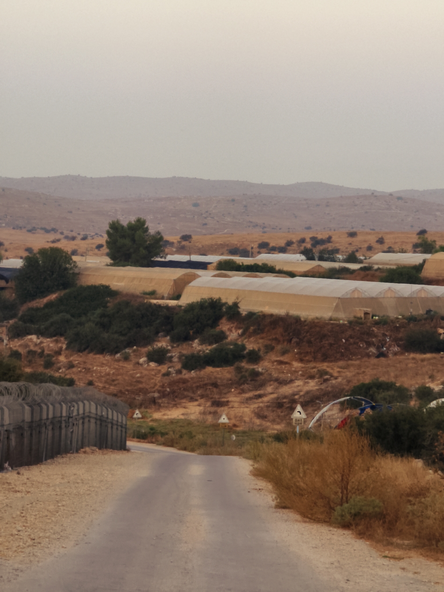 The image depicts a rural landscape with agricultural greenhouses and arid terrain, likely located in the Lachish Regional Council of Israel. A paved road curves from the foreground into the middle distance. To the left of the road, a concrete barrier topped with barbed wire runs along the edge. In the mid-ground, a series of elongated, arched greenhouses covered in translucent material dominate the scene, interspersed with clusters of dark green foliage and dry, brown vegetation. The background features rolling hills with sparse vegetation under an overcast sky. A few road signs are visible along the roadside, indicating the presence of a thoroughfare. The overall impression is of an agricultural area adapted to a dry climate.