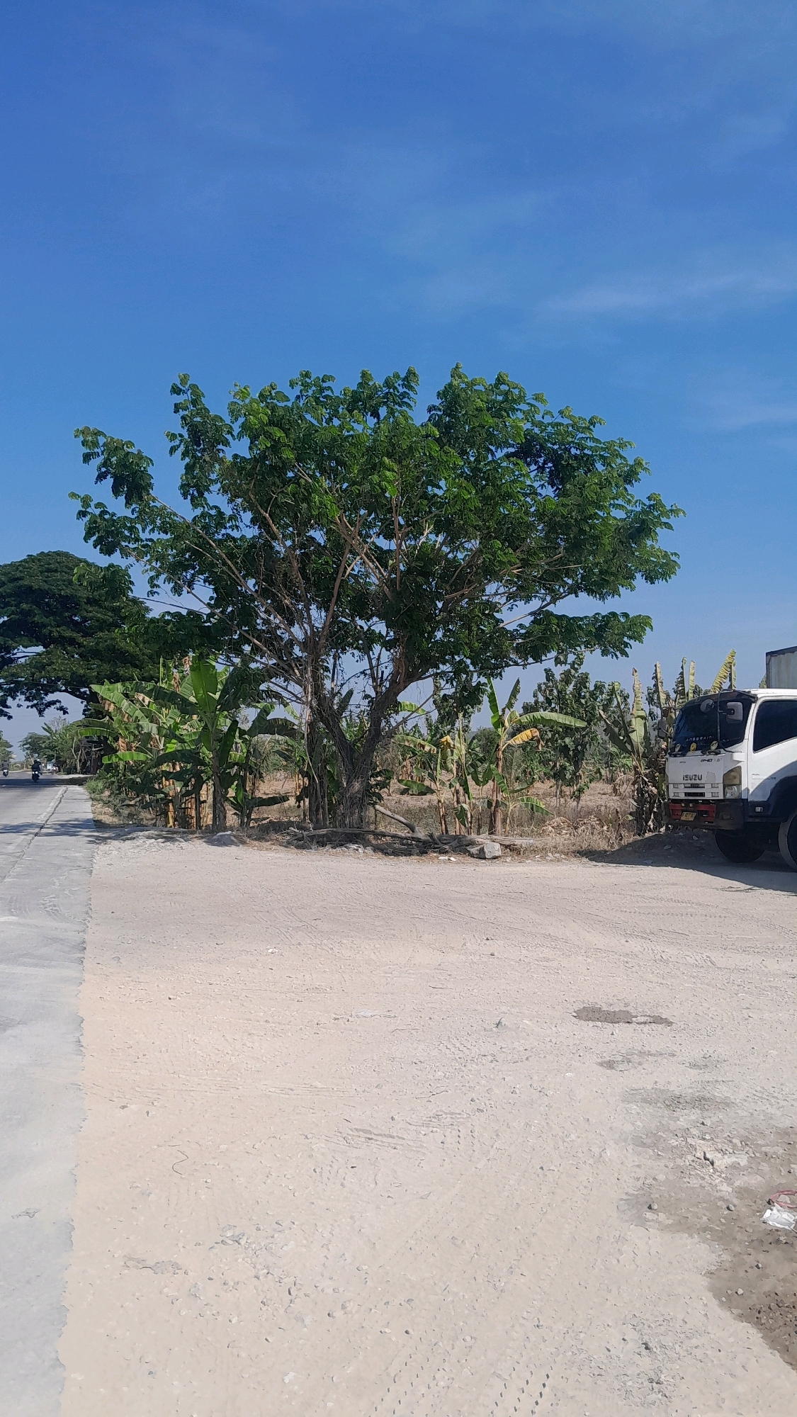 The image depicts a scene in Kedungtuban, Indonesia, under a clear blue sky. In the foreground, a dusty, light-colored dirt lot stretches out, showing tire tracks and some scattered rocks. To the left, a paved road runs alongside the lot. A large tree with lush green foliage stands prominently in the middle ground, surrounded by banana plants. Further in the background, there are more trees and vegetation. On the right side of the image, the front portion of a white Isuzu truck is visible. A motorcycle is seen on the road in the distance on the left. The overall environment appears to be rural or semi-rural, possibly an undeveloped area or a staging ground.