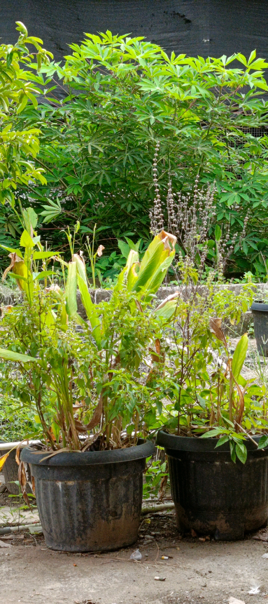 The image displays a close-up view of two large, dark gray planters filled with various green plants. The planters are positioned on a textured, gray concrete surface. Behind the planters, a dense backdrop of lush green foliage is visible, with some taller plants featuring thin, dried stalks topped with small seed clusters. The background foliage appears to be a mix of plants, some with compound leaves and others with simpler leaf structures. The overall environment suggests an outdoor garden or planted area, possibly within a residential or communal space in Meunasahmesjid, Indonesia, given the tropical vegetation. The planters themselves show signs of wear, with dirt and grime accumulated on their surfaces. The concrete ground beneath them is also visible, with some scattered debris, including what appear to be cigarette butts. The lighting suggests it is daytime, with natural light illuminating the scene.
