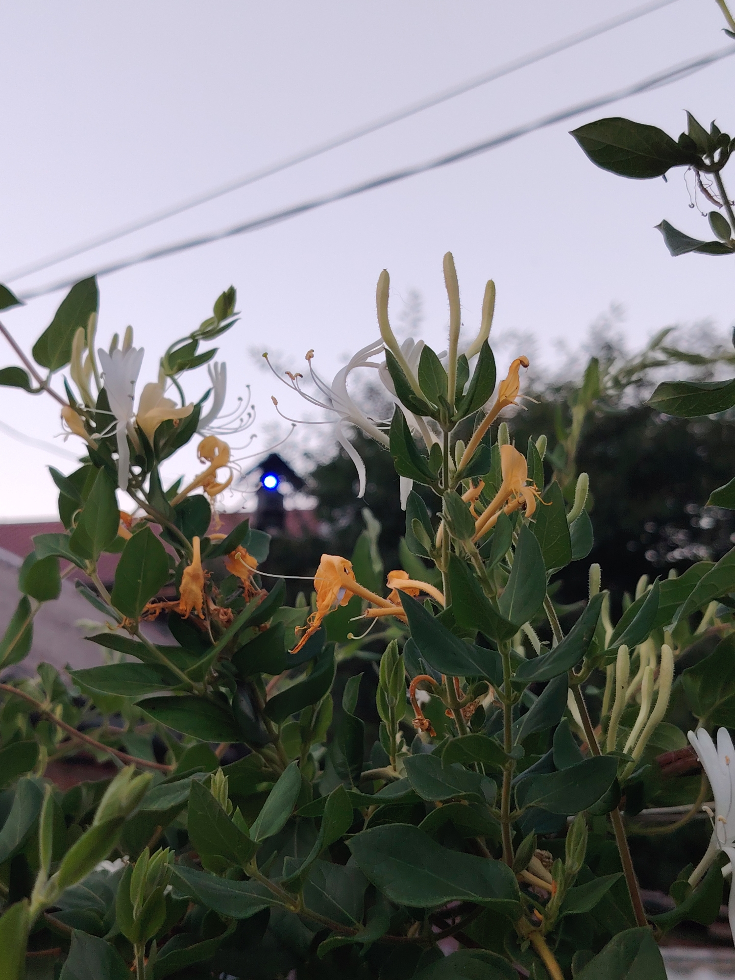 The image shows a close-up of honeysuckle flowers and foliage against a blurred background. The flowers are a mix of white and yellow, with some appearing wilted and orange. The leaves are a deep green. In the background, a blurry building with a red roof is visible, and a bright blue light emanates from it. The sky is overcast and a pale gray, with power lines running horizontally across the upper part of the image. The overall impression is that of a plant growing in an urban environment, possibly a garden or balcony. The presence of power lines and a building suggests an outdoor setting within a populated area. The scene is static, with no people or active events depicted. The lighting appears to be natural, possibly twilight or early morning, given the muted colors and soft light. The image does not contain enough information to definitively place it in Rostov-on-Don, Russia, but the details are consistent with an urban or suburban environment.
