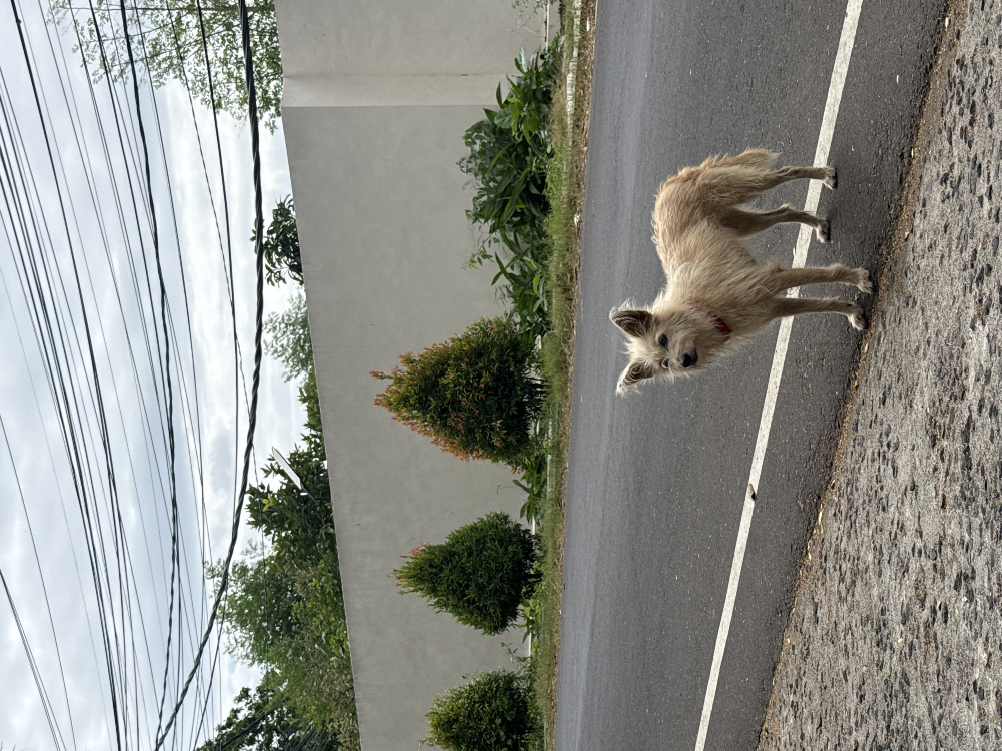 A light brown, scruffy-haired dog stands on the side of an asphalt road. The dog is facing left, with its head turned slightly towards the camera. It wears a red collar. Behind the dog is a white concrete wall, and beyond that, a line of manicured evergreen shrubs. Further in the background, lush green trees are visible against a cloudy sky. Overhead, a complex network of dark electrical wires crisscrosses the sky. The road has a white line marking its edge. The foreground consists of a textured grey surface, possibly a sidewalk or uneven pavement. The scene appears to be in Kuta Selatan, Indonesia, given the vegetation and architectural style.