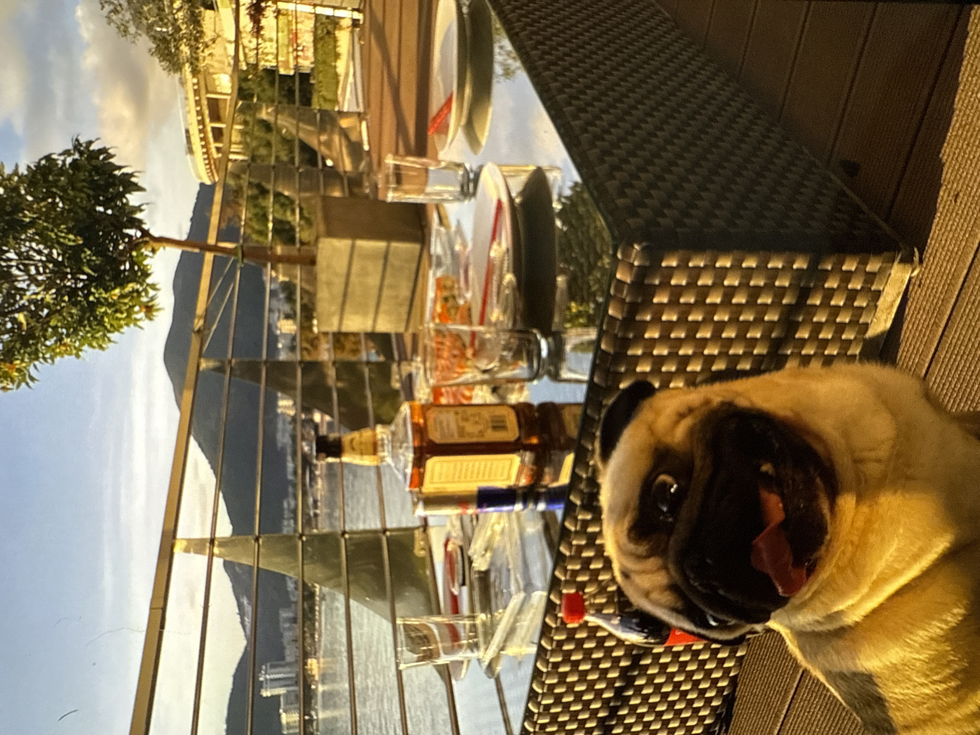 A pug dog sits on a wooden deck in front of a glass-topped table set with drinks and plates. In the background, mountains and buildings are visible across a body of water. The sun is low in the sky, casting long shadows. The table has a bottle of whiskey, glasses, plates with food, a can of Red Bull, and a bottle of cola. A small tree in a planter is behind the table. A railing separates the deck from the water.