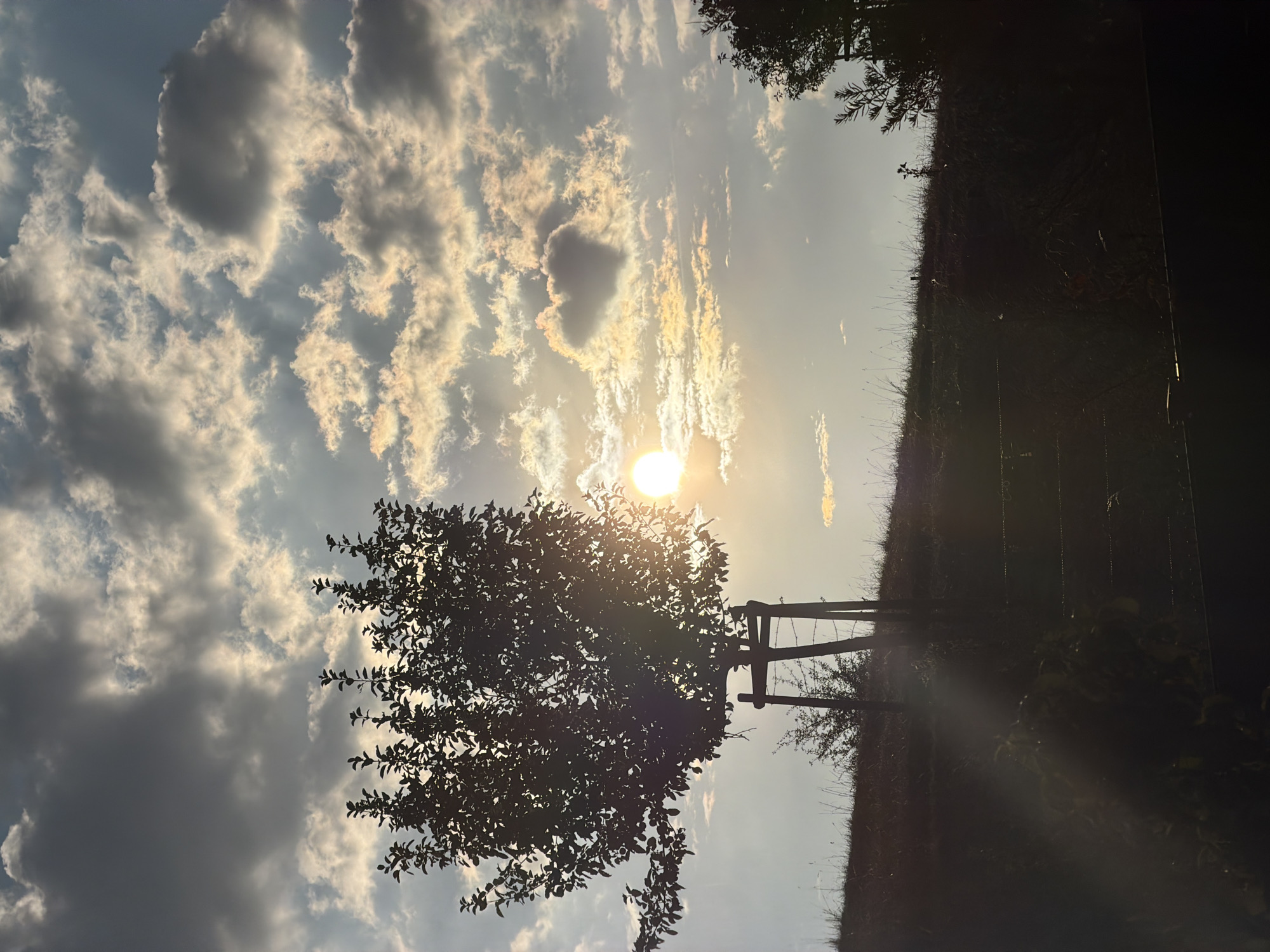 A silhouetted young tree, supported by three stakes and wire, stands on a grassy incline against a bright, cloudy sky. The sun is visible through the tree's foliage, casting a warm glow. In the distance, another tree is partially visible on the right. The foreground is dark and indistinct. This scene is located in Junglinster, Luxembourg.