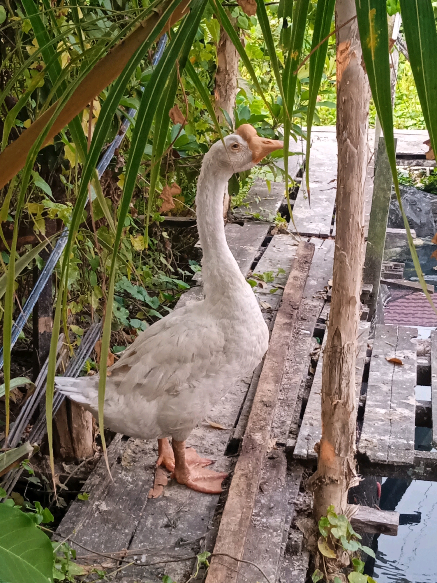 A white goose stands on a wooden walkway next to a body of water in a backyard setting in Banjarmasin, Indonesia. The goose is facing to the right of the frame, with its neck extended. Its body is mostly white, with some gray on its wings. Its legs and feet are orange. The walkway is made of weathered wooden planks. There are palm leaves hanging from the top of the frame. The background is filled with lush green foliage and trees. A small red structure, possibly a roof, is visible in the far right background. The water appears murky.