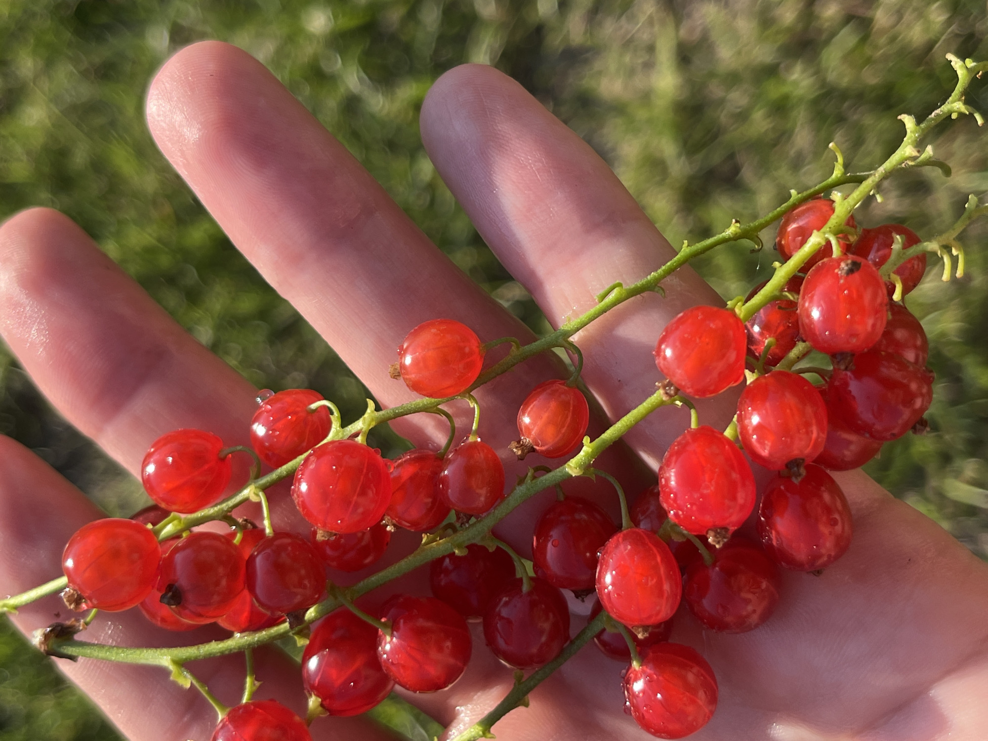 A close-up, vertical, outdoor shot shows a person's hand holding a cluster of bright red currants on their stems. The currants are small, round, and appear to be slightly wet, with some water droplets visible. The hand is in focus, with skin tones and some fingerprint textures visible. The background is a blurry expanse of green grass, suggesting a natural outdoor setting. The image is well-lit, with sunlight creating highlights on the currants and hand. The scene is located in the city of Aqsu city administration, Kazakhstan.