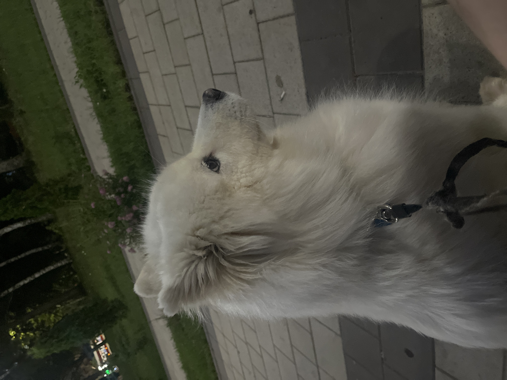 A medium shot image shows a white Samoyed dog with a black collar and leash sitting on a brick pathway. The dog is facing right and looking away from the camera with its mouth closed. The background consists of a grassy area with trees and some pink flowers. In the distance, there are blurred lights of what appears to be a building or street. The lighting suggests it is dusk or nighttime.