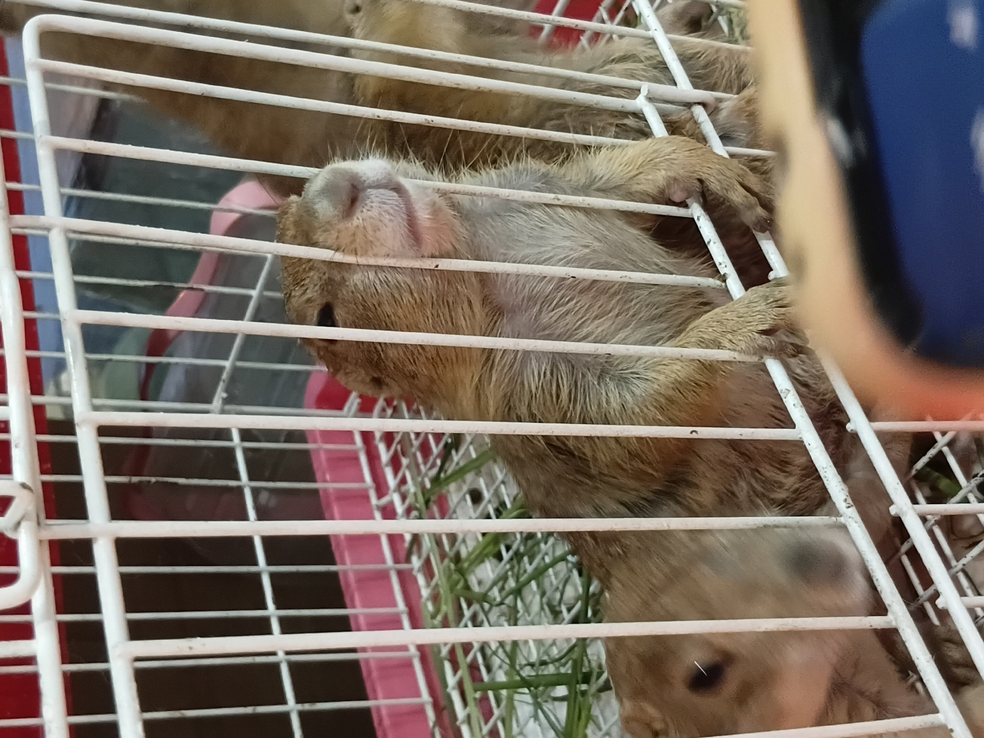 The image shows a close-up view of a prairie dog resting inside a white wire cage. The prairie dog is a light brown color with lighter fur around its face and paws. Its eyes are dark and appear to be closed or partially closed. The animal is lying on its side, with its front paws resting on the cage bars. Some green vegetation is visible in the background of the cage, suggesting it is food or bedding. The cage bars are white and appear to be slightly worn. A portion of a blue object, possibly a phone or camera, is visible in the upper right corner of the image, suggesting the photo was taken by someone holding a device. The lighting suggests the image was taken indoors. No text is visible in the image. The setting appears to be a domestic environment, possibly a pet owner's home. The prairie dog appears relaxed and possibly asleep.