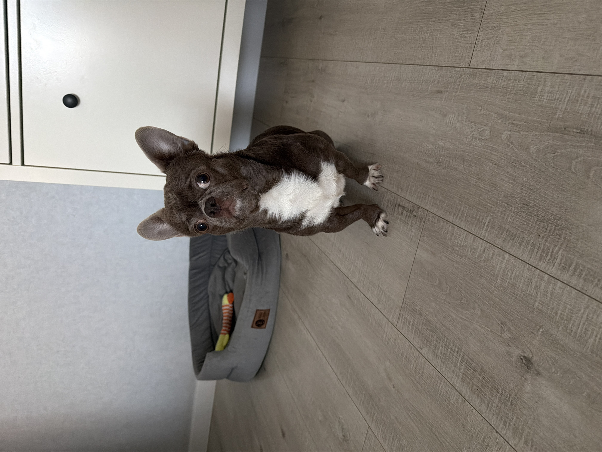 This image depicts a small, short-haired dog with dark brown fur and white markings on its chest and paws. The dog is positioned in the foreground, facing directly towards the camera, with its ears erect and eyes wide open. It is sitting or squatting on all four paws on a light-toned, textured laminate floor. In the background to the left, a grey, oval-shaped pet bed containing a striped multi-colored toy is visible. Behind the dog to the right, a light-colored cabinet or furniture piece with a single dark circular knob is present. The wall behind the pet bed is a light grey or off-white, textured surface. The scene takes place indoors in a residential setting in Votkinsk, Russia.