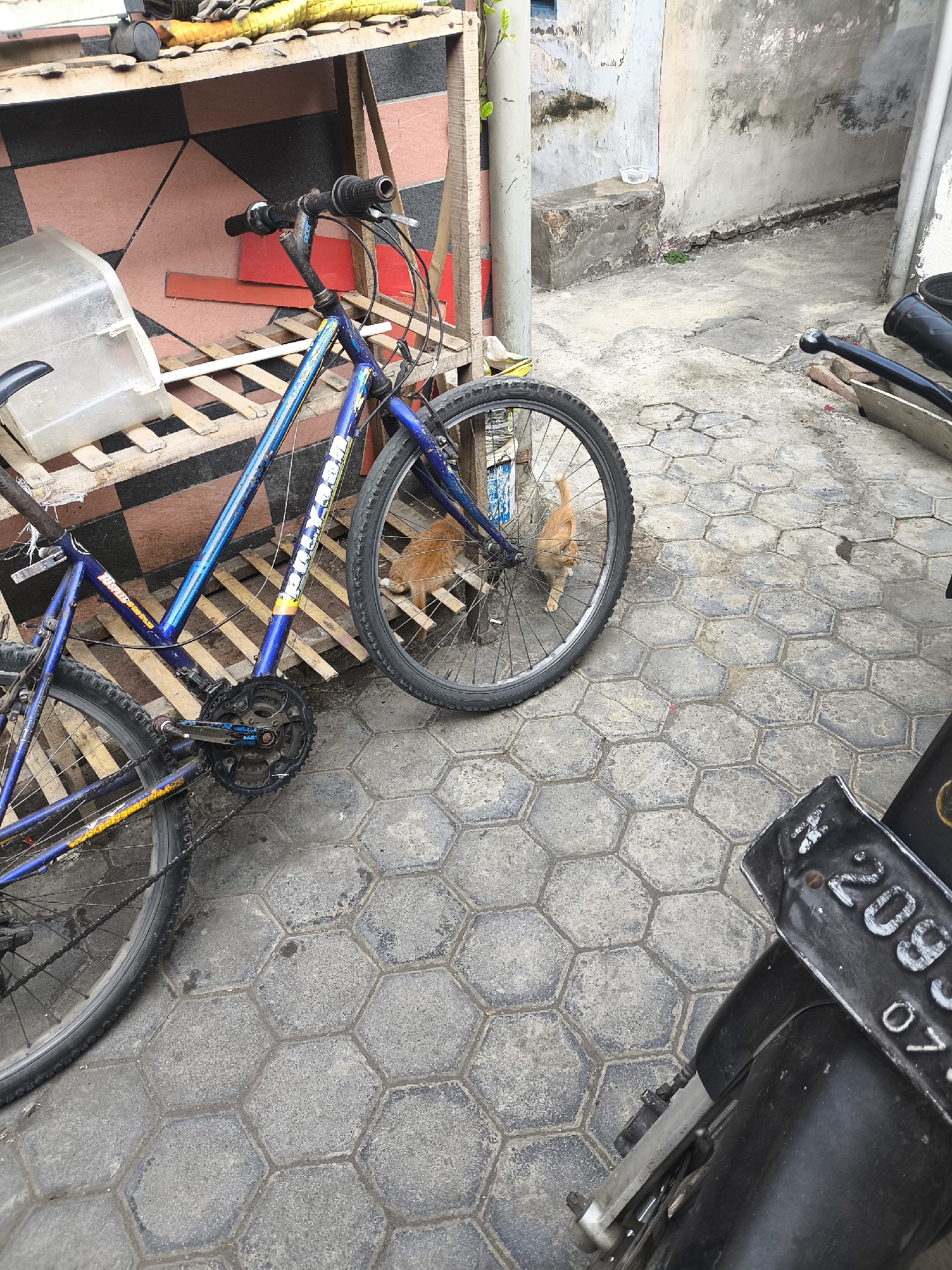 The image shows an outdoor scene on a paved hexagonal-tiled ground. In the foreground and mid-ground, a blue bicycle with black tires and chrome spokes is parked. The bicycle is positioned at an angle, with its front wheel towards the left and its rear wheel to the right. Behind the bicycle, to the left, is a wooden structure made of planks with a red and black patterned backing. On this structure rests a clear plastic container. Two orange cats are visible near the rear wheel of the bicycle, with one appearing to be looking at the viewer. In the far right of the image, the rear section of a motorcycle with a black license plate displaying "B 2093 SOT" is visible. The background shows a weathered wall and a narrow alleyway. The overall environment appears to be an urban or semi-urban setting, possibly a residential area or a service area in Citrodiwangsan, Indonesia, based on the provided location context.