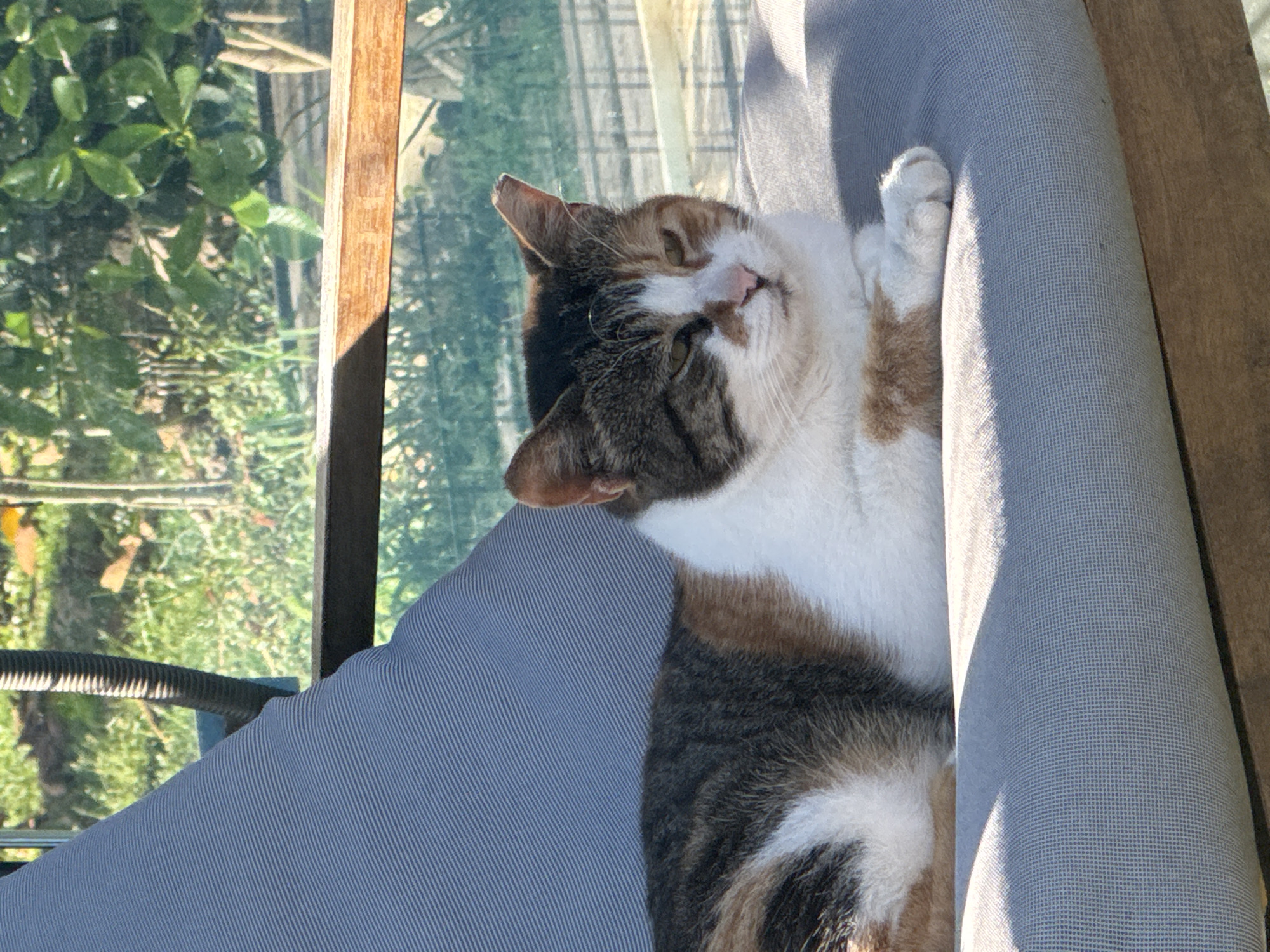 A cat rests on a grey cushioned seat beside a window with a wooden frame. Beyond the window, green foliage is visible. The cat is primarily white with patches of brown and grey. The image was taken during the daytime. The city of Alanya, Turkey is not determinable from the image.