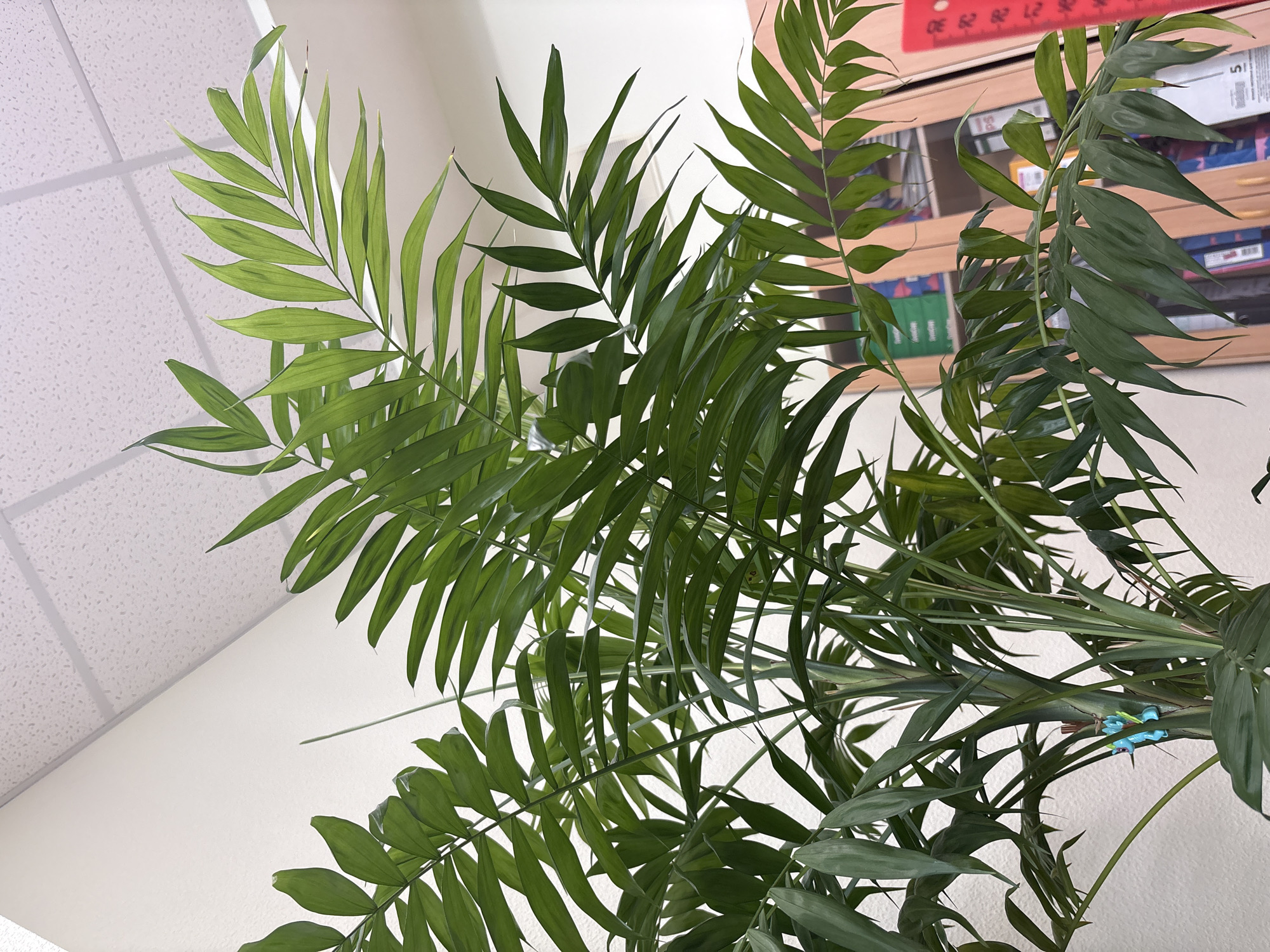 The image shows a cluster of green palm fronds in an indoor setting. The ceiling is visible in the upper left, with a white textured tile pattern. To the right and behind the palm fronds, a partially visible shelf or cabinet containing various objects, including boxes and red ruler. The location in Izhevsk, Russia, cannot be verified from the visual information provided.