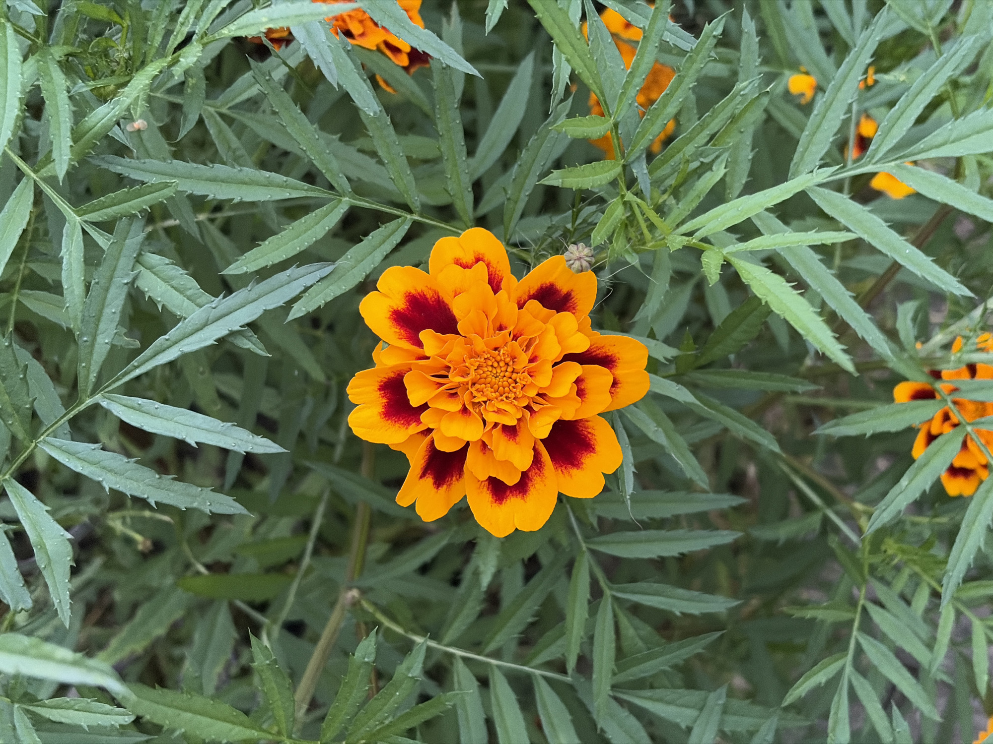 The image is a close-up, top-down view of an orange and red marigold flower surrounded by its serrated, green leaves. The flower is in sharp focus, showcasing its intricate petal structure. Several other marigold blooms and foliage are visible in the background, some out of focus. The setting appears to be a garden or natural outdoor environment. There are no people or any specific indications of a location within the city of Khimki, Russia.