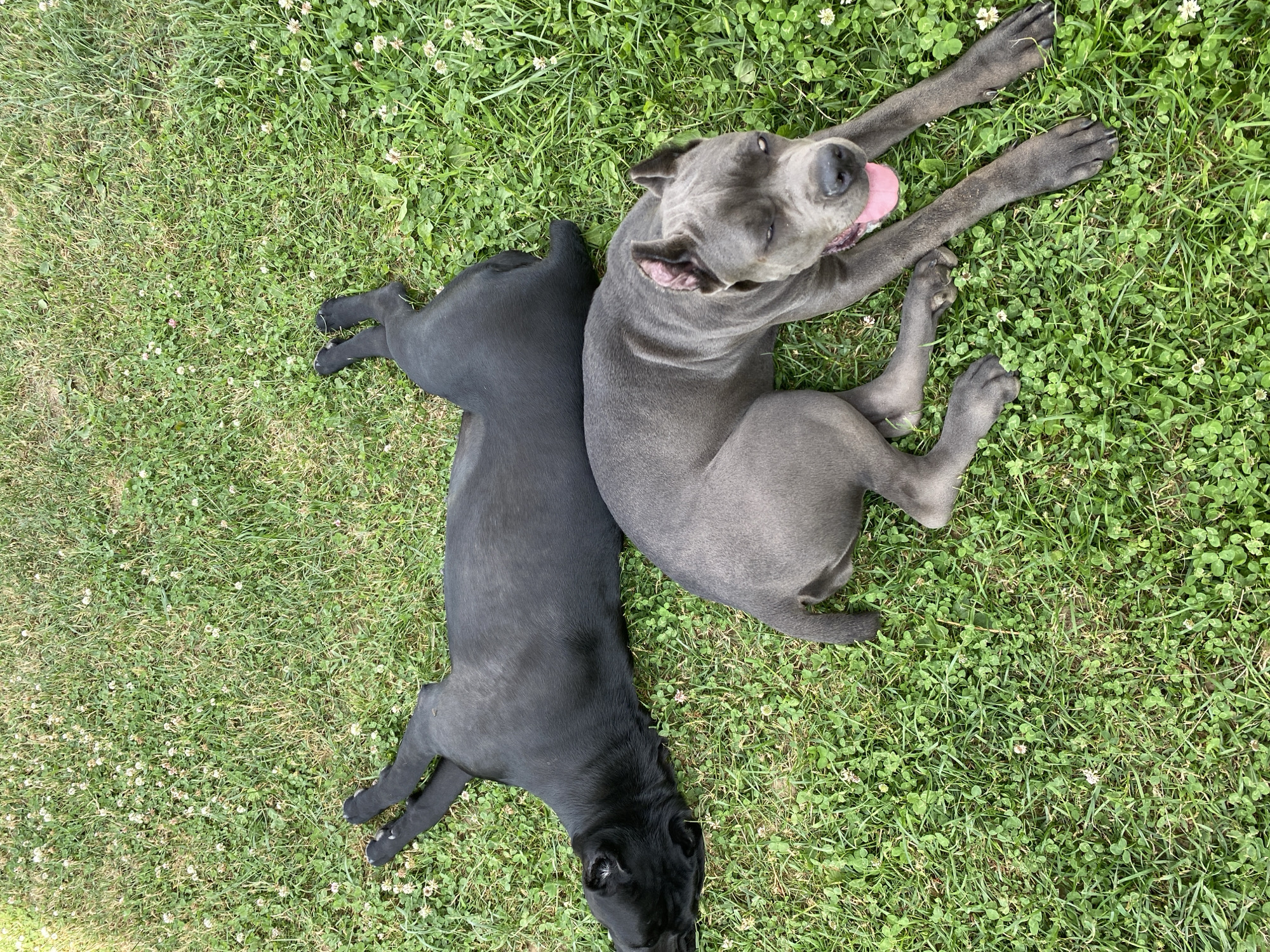 Two dogs are lying on a patch of green grass with clover. The dog on the left is black and is lying on its stomach, with its head turned towards the camera. The dog on the right is gray and is lying on its back, with its legs in the air and its tongue out. Both dogs appear to be relaxed and happy. The grass is lush and green, indicating that it is likely springtime or summertime. The sun is shining, creating a bright and cheerful atmosphere. There is no visible text in the image.