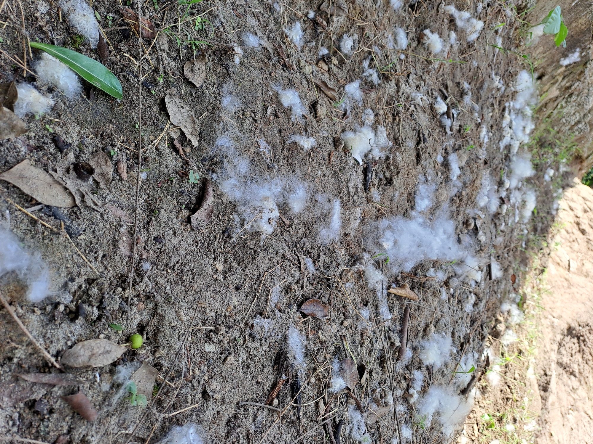 The image shows a patch of loose, sandy soil with scattered white tufts of plant down or lint. A few dry leaves, twigs, and sparse green shoots are also visible on the ground. In the background, a sloping embankment covered in dry vegetation and soil rises. The lighting suggests an outdoor setting, likely during daylight hours. There are no people or animals present in the image. The scene appears to be located in a natural or semi-natural area, possibly a garden or roadside verge in Geulanggang Baro, Indonesia. The plant material is resting on the surface of the soil, indicating it has been deposited by wind or natural shedding.