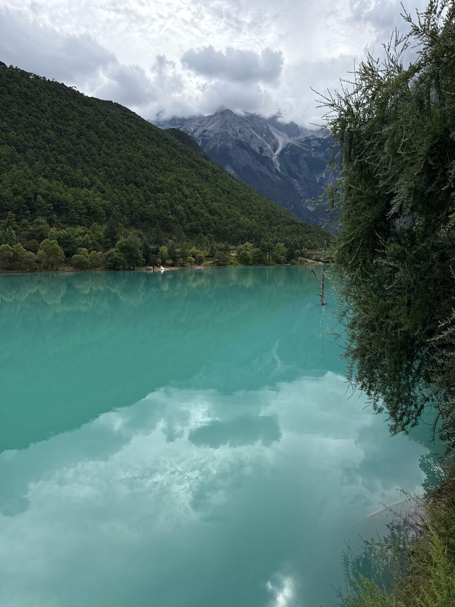 The image shows a serene landscape with a bright turquoise lake in the foreground, reflecting the overcast sky and a lush green mountainside. The mountain on the left is densely covered in trees, and in the background, jagged, mist-shrouded peaks rise majestically. On the right side of the image, a large tree with feathery foliage partially obscures the view. The lake's surface is calm, with subtle ripples and clear reflections of the sky, clouds, and the surrounding terrain. A dead tree trunk emerges from the water in the middle distance. The scene appears to be located in Yulong Nakhi Autonomous County, China, known for its stunning natural beauty. There are no people visible in the image, and no apparent actions or interactions are taking place. The environment is natural and tranquil.