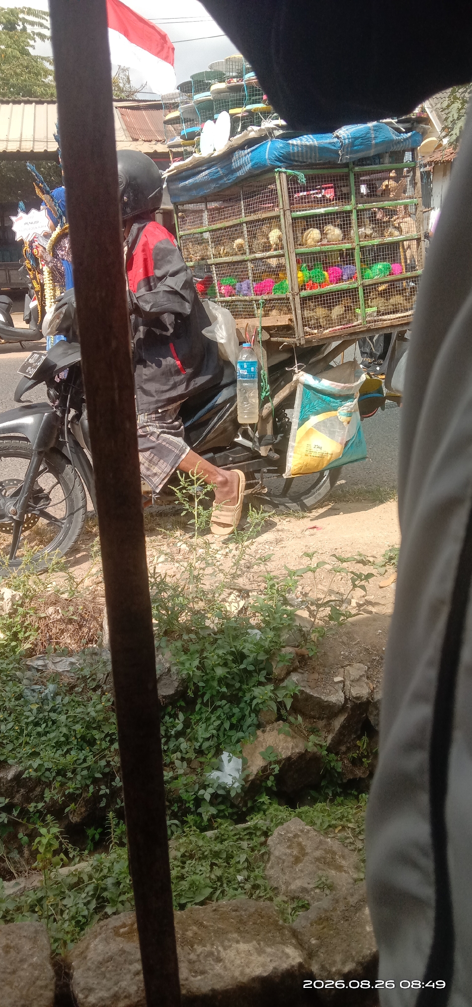 A person on a motorcycle is stopped, their right leg extended and resting on the ground. They are wearing a red and black jacket and plaid shorts. The motorcycle is loaded with cages filled with small birds, many of which appear to be young chicks. Colorful decorative items are also visible within the cages. A plastic water bottle hangs from the motorcycle. Behind the motorcycle, a cage structure is stacked high with more cages, and a blue tarp covers part of the load. The scene appears to be on a dirt road with some vegetation and rocks. The image is dated 2026.08.26 08:49.